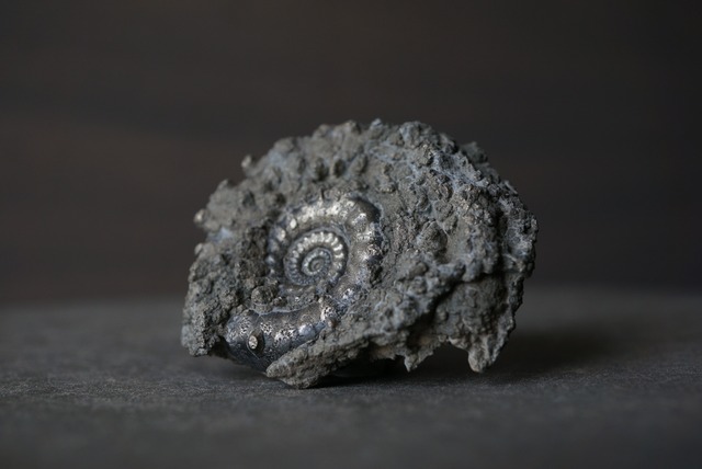 イギリス産黄鉄鉱化アンモナイト  Pyritized Ammonite 1897
