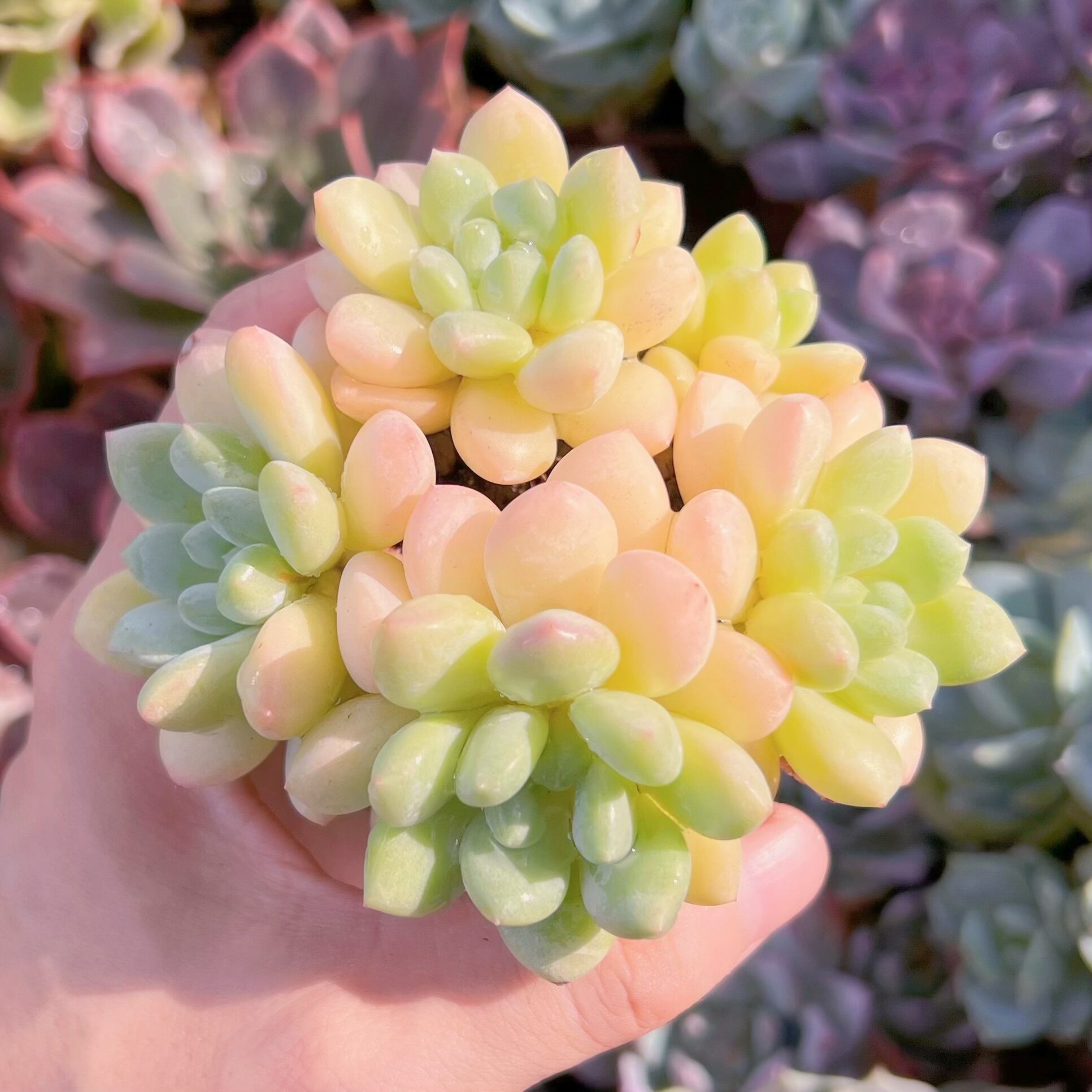 多肉植物　ベビースイートx静夜　群生3～5頭　新入荷　