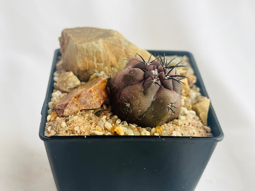 Copiapoa dura　コピアポア　デュラ　銅鑼丸　サボテン