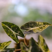 アロカシア バンビーノ イエロー / Alocasia bambino variegated 'Yellow'⑤ / 観葉植物