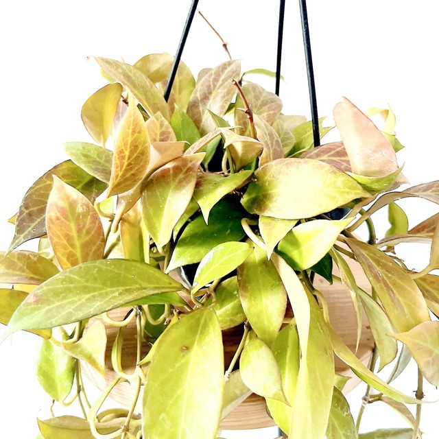 紅葉するHoya ホヤ オブスクラ 観葉植物 吊り下げ calm cafe