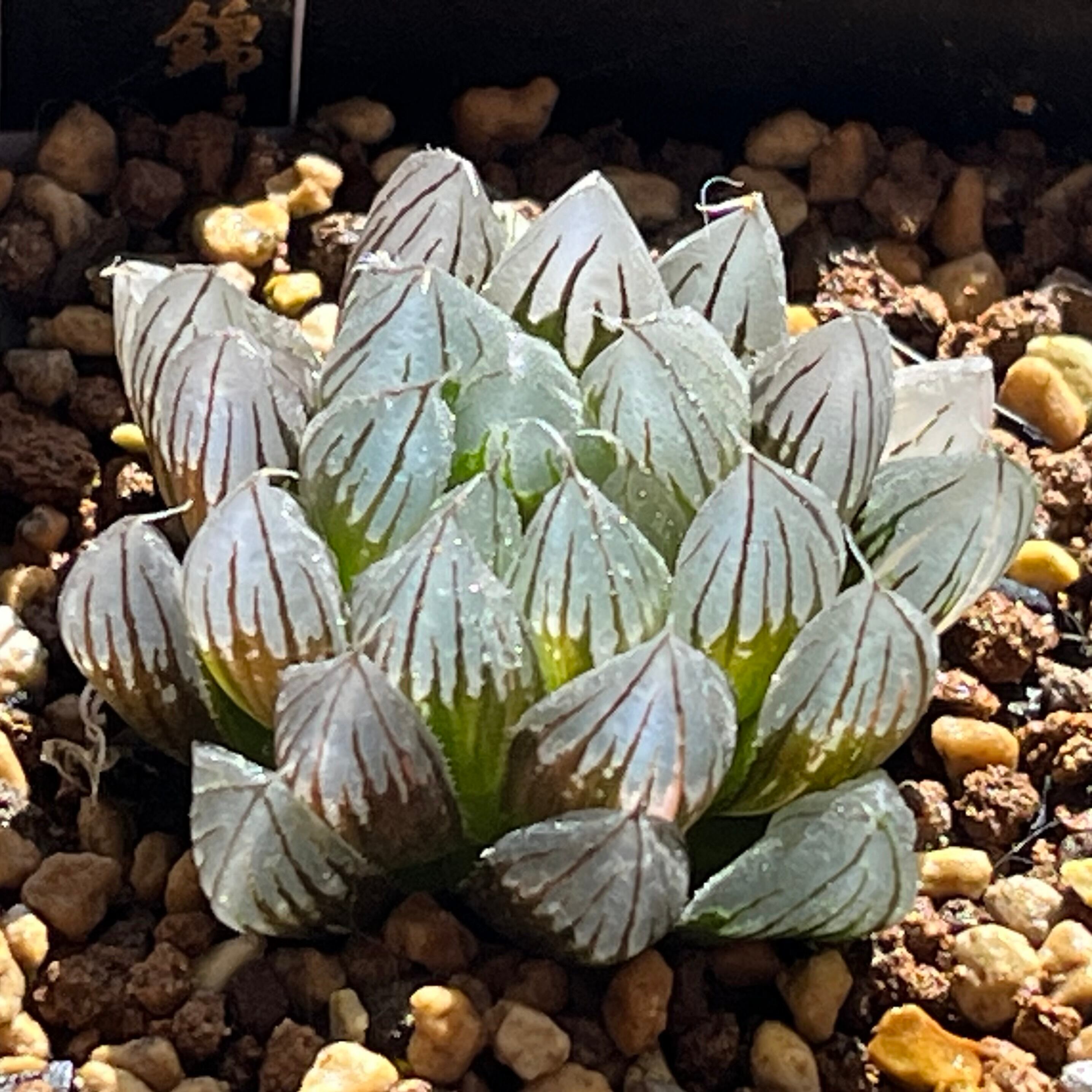 ハオルチア 瑠璃水晶コンプト錦 | mocono_plants