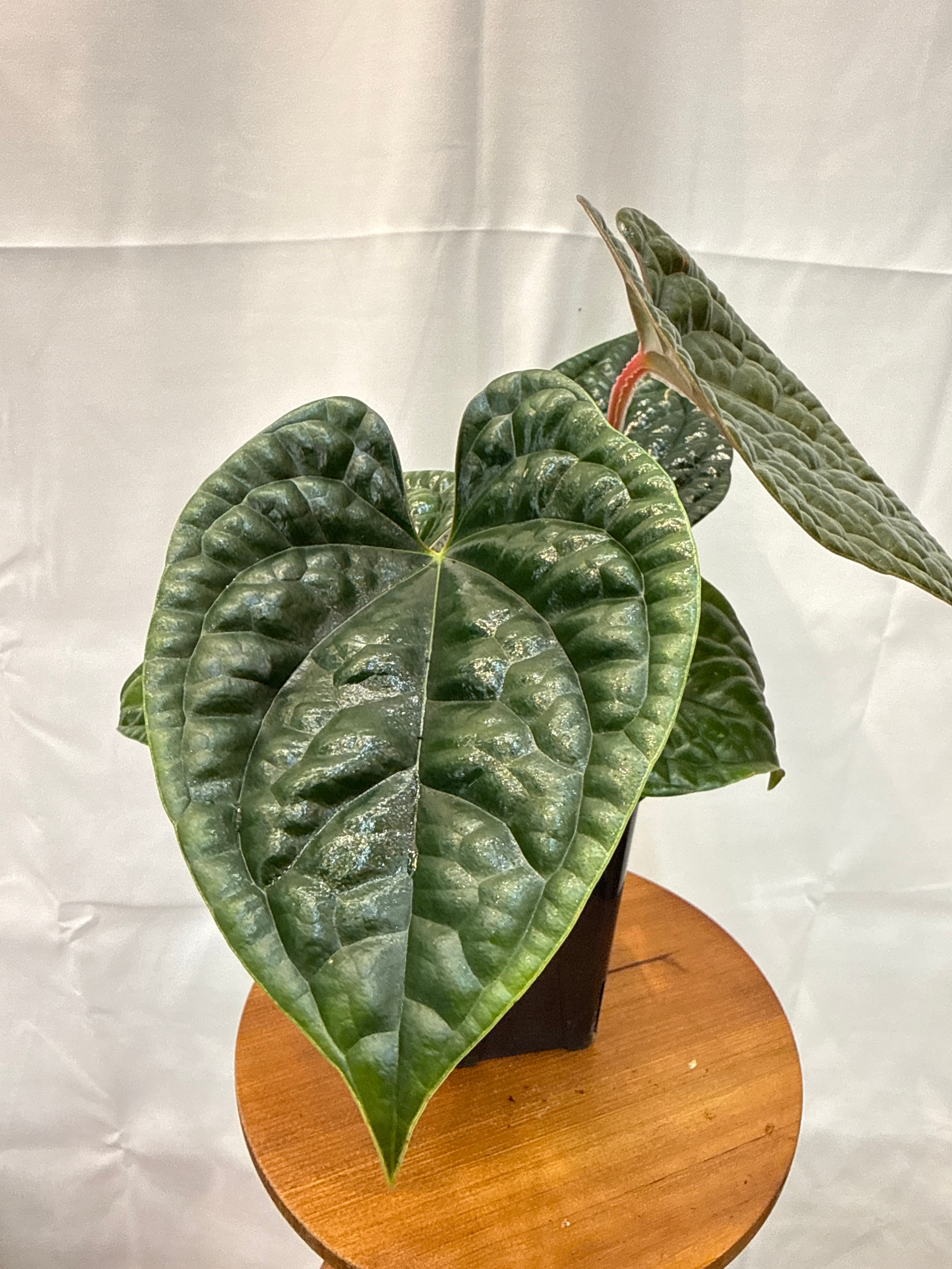 ＊アンスリウム　ルクスリアンス　ブラック　4号＊ Anthurium luxurians black /アンスリウム ルクスリアンスブラック