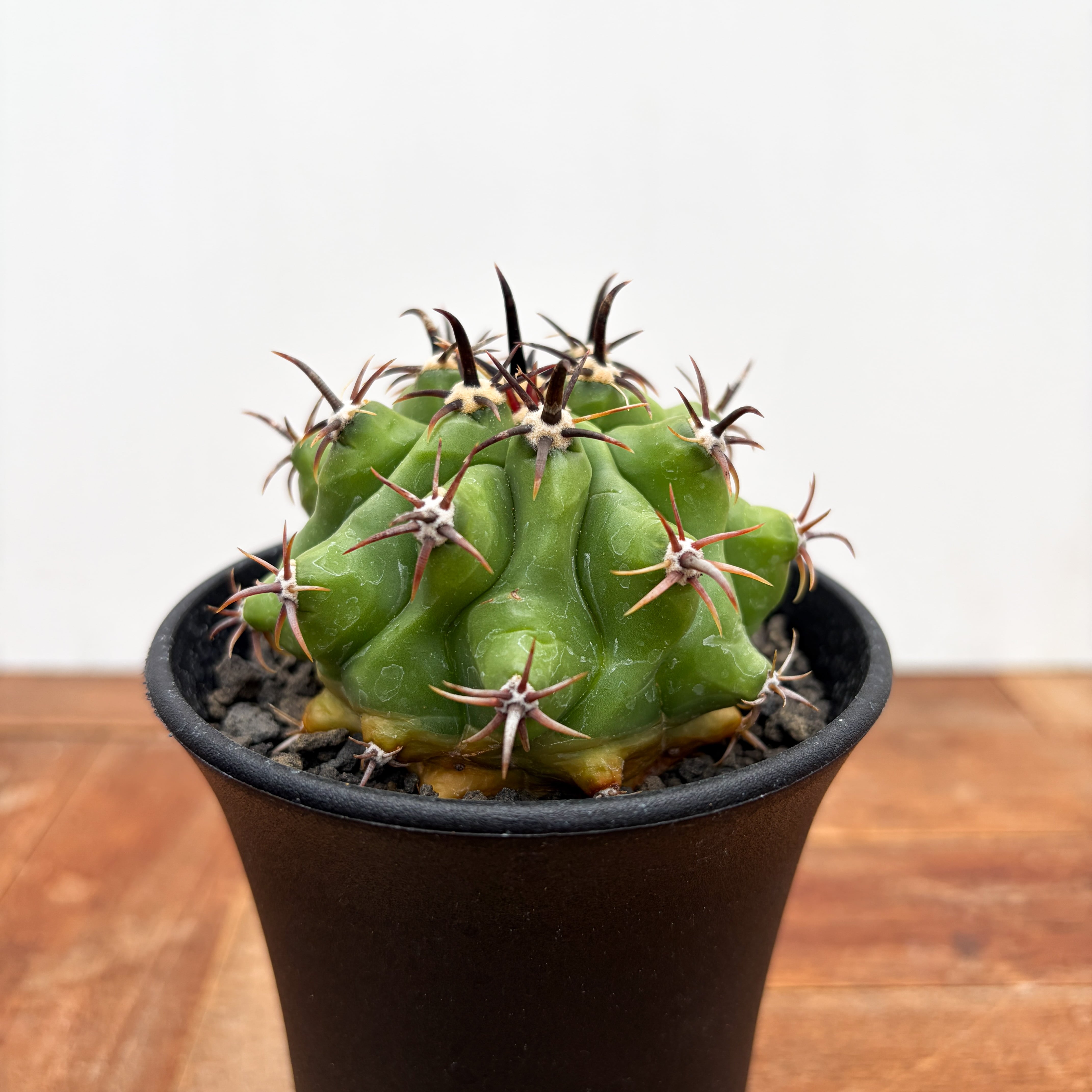 D48 実生 Ferocactus horridus f.crist フェロカクタス 短刺巨鷲玉