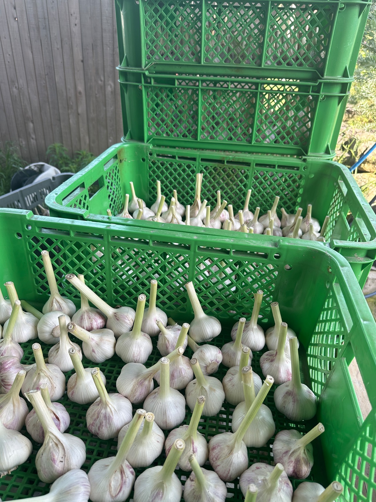 【農薬化学肥料不使用】暖地にんにく王様！平戸生にんにくバラ1キロ約100粒