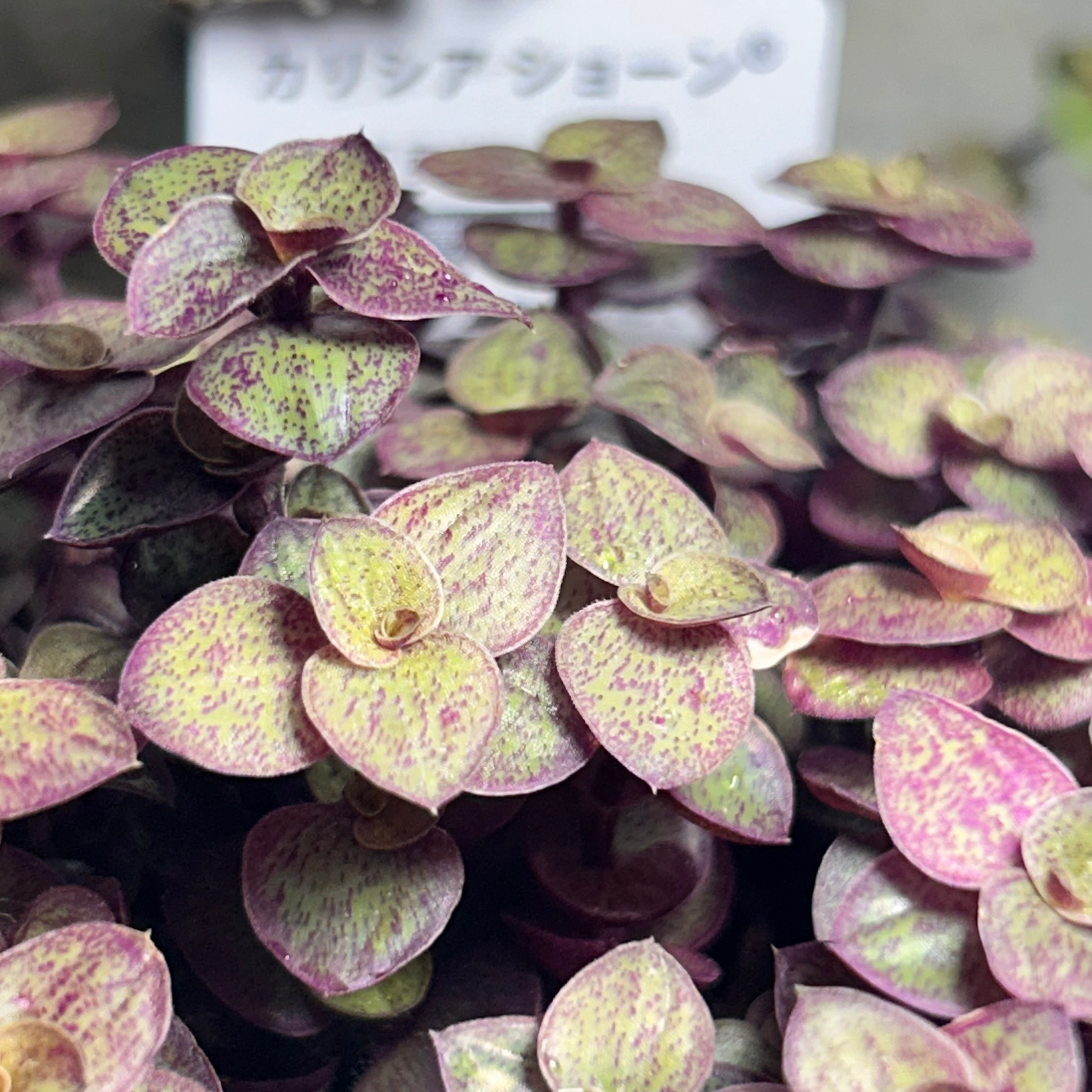紫牡丹 センペル | RuPo 多肉植物専門店
