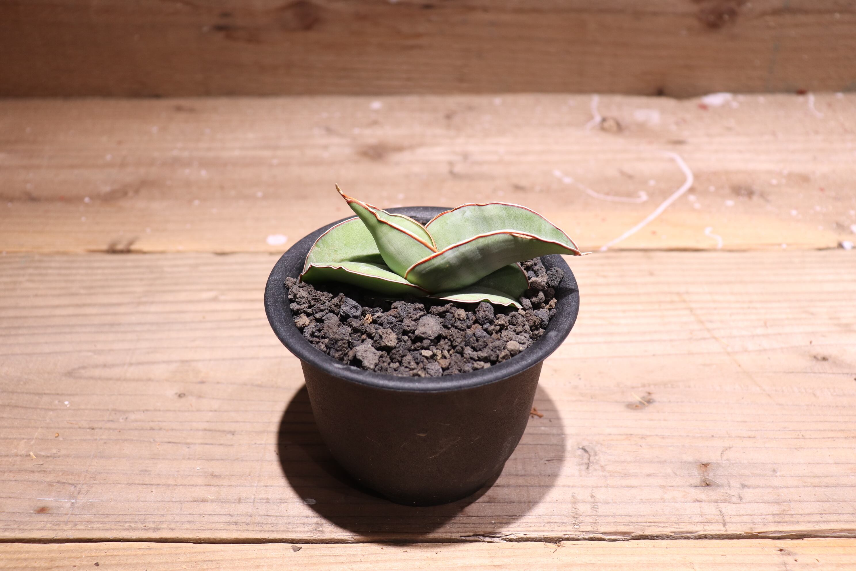 2025年最新】サンスベリア バナナの人気アイテム - メルカリ