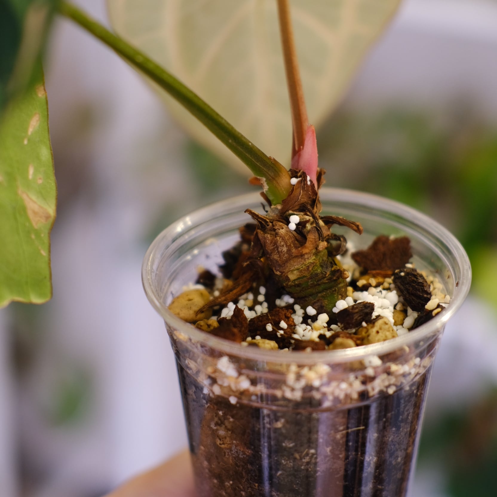 Anthurium Carlablackiae/アンスリウム カーラブラッキー⑩ Anthurium Carlablackiae / アンスリウム カーラブラッキー⑫