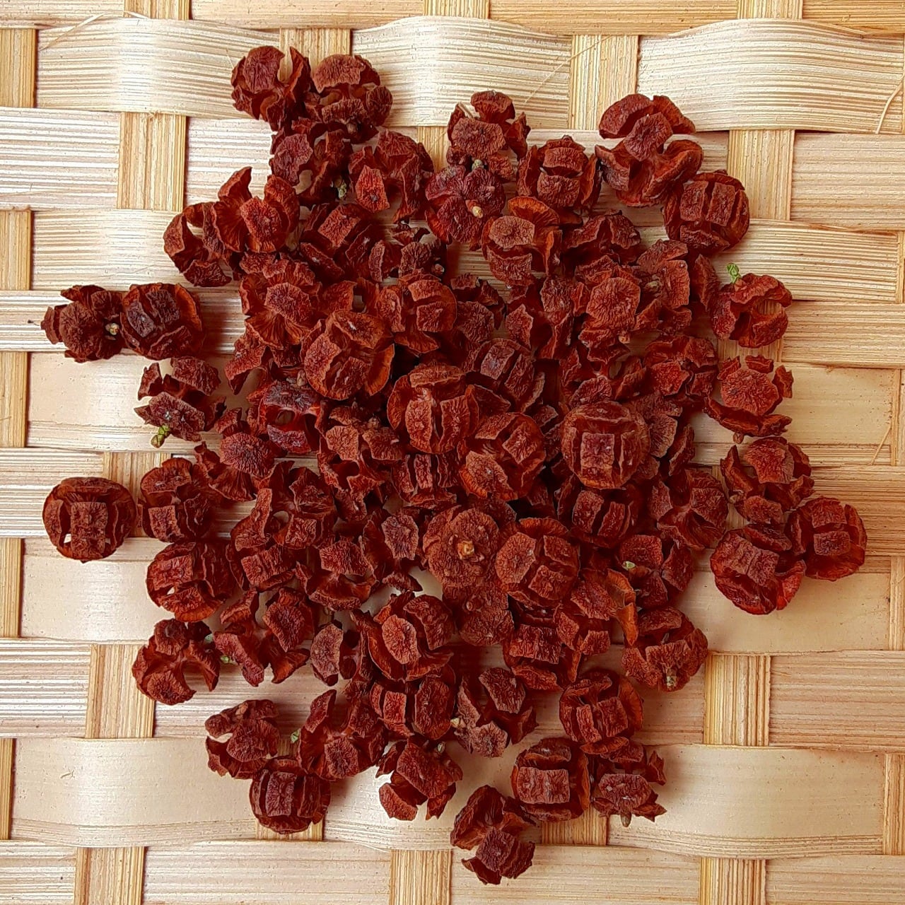 ヒノキの実 茶色 大 20g | 木の実通販の shop.木の実