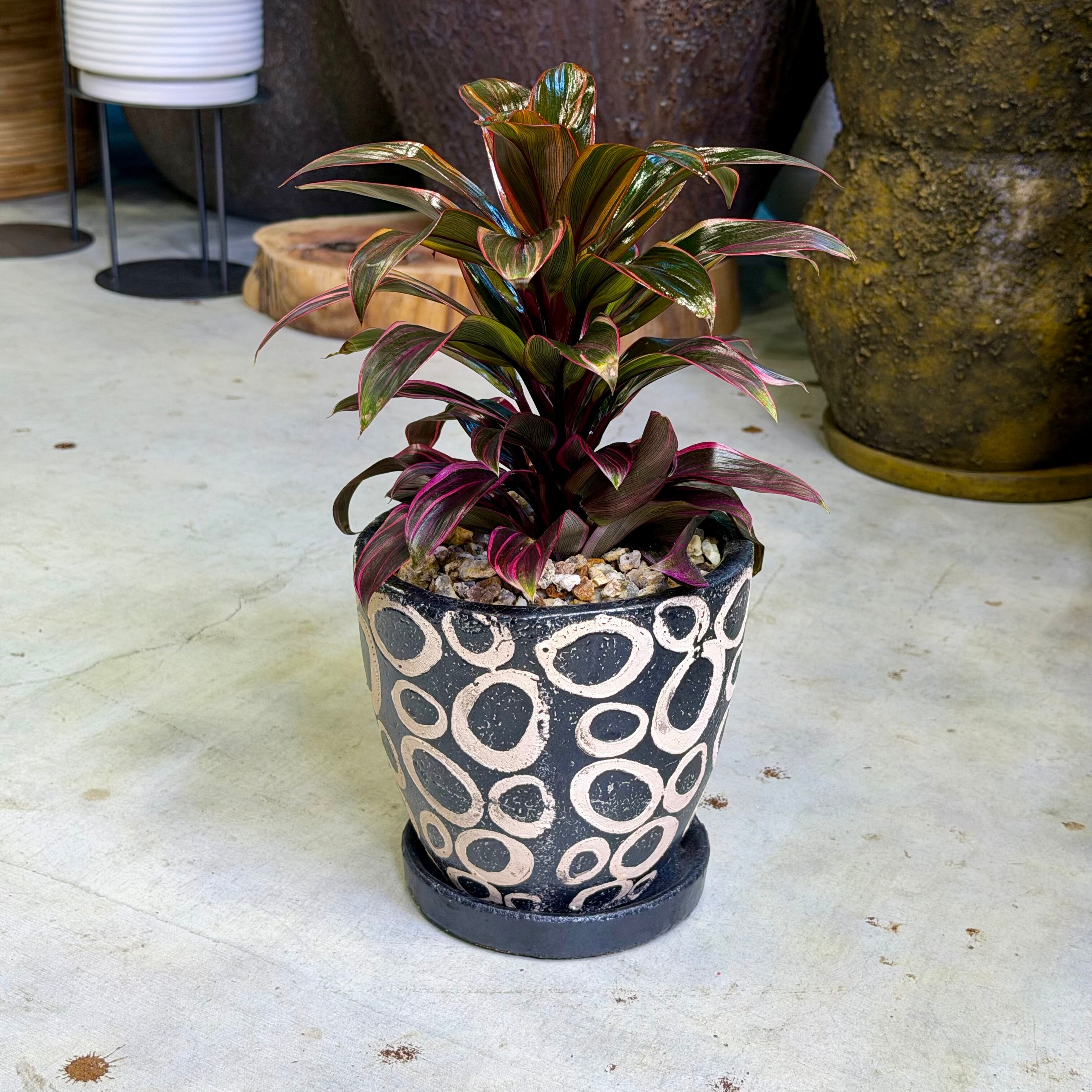 コルジリネ・ピンクレディ | barrelplants_BONSAI