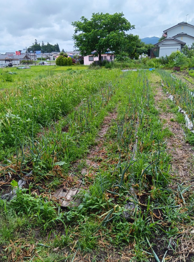 野菜セットON　（玉ねぎ、ジャガイモ、にんにくを主に、他は旬の野菜にて）オーガニック野菜