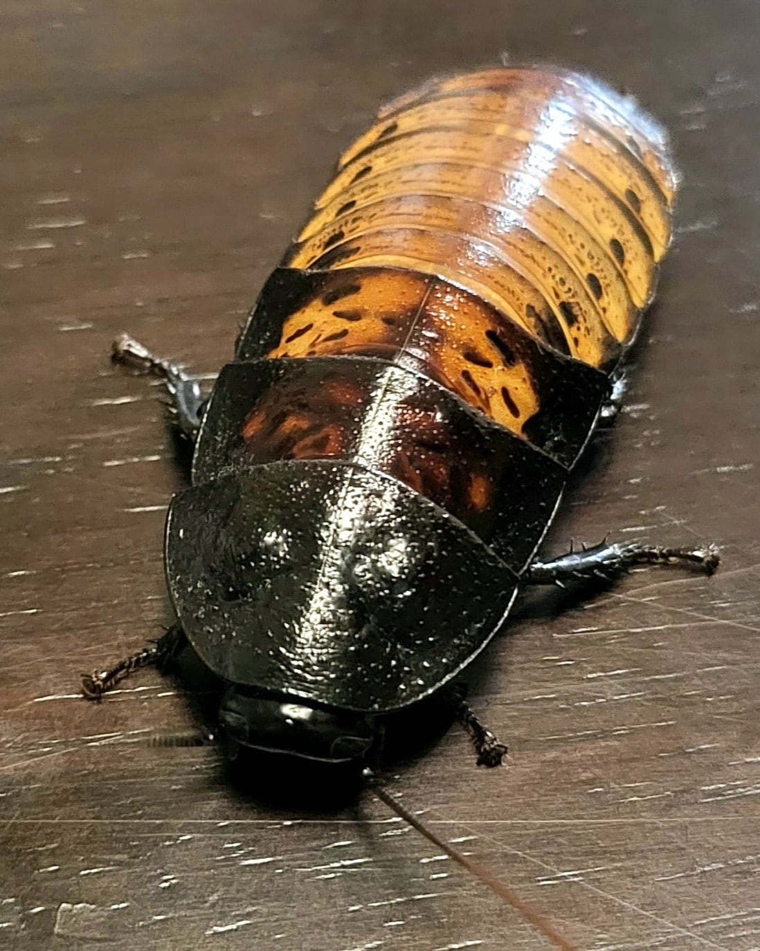 マダガスカルゴキブリ ポルテントーサ 10匹+1 | Pay ID