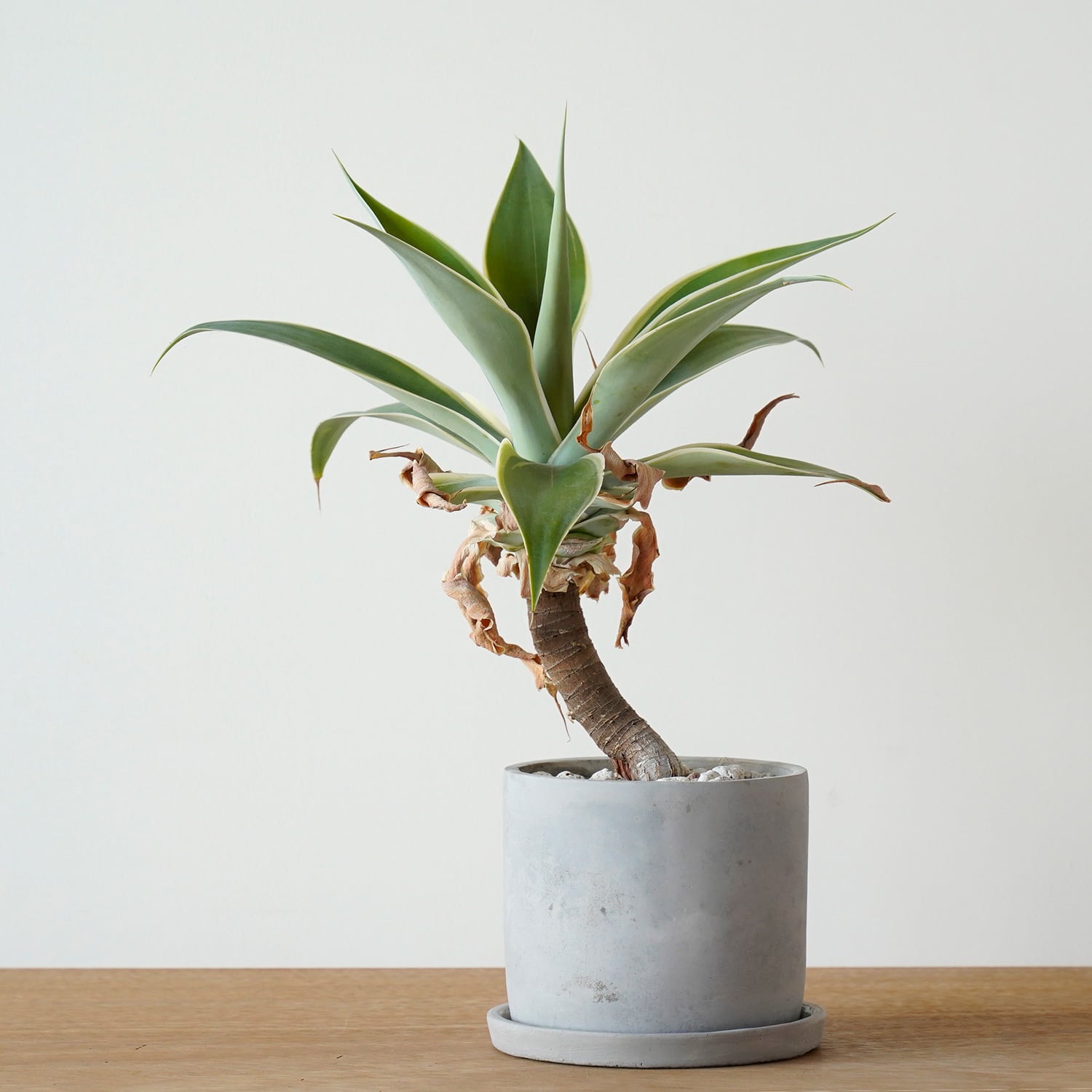Mサイズ | AYANAS（アヤナス）｜観葉植物のセレクトショップ・通販