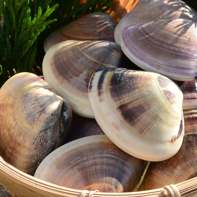 2026年4月17日（金）発送【厳選】国産ハマグリ・サザエ・ホンビノス三種詰め合わせセット