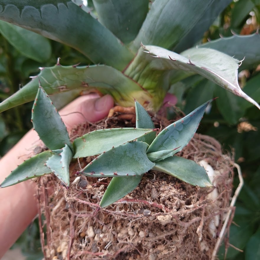 アガベ パラサナ グローブ agave parrasana globe P5 【訳アリ ...