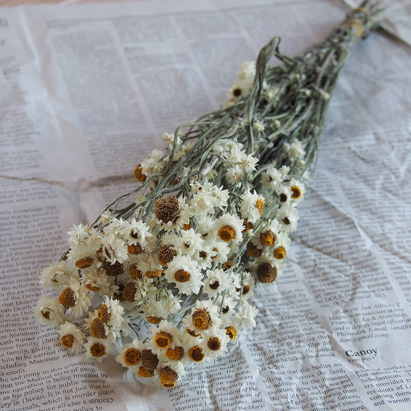 ミモザフレッシュスワッグno.2 | cocosana dryflower and cocosana