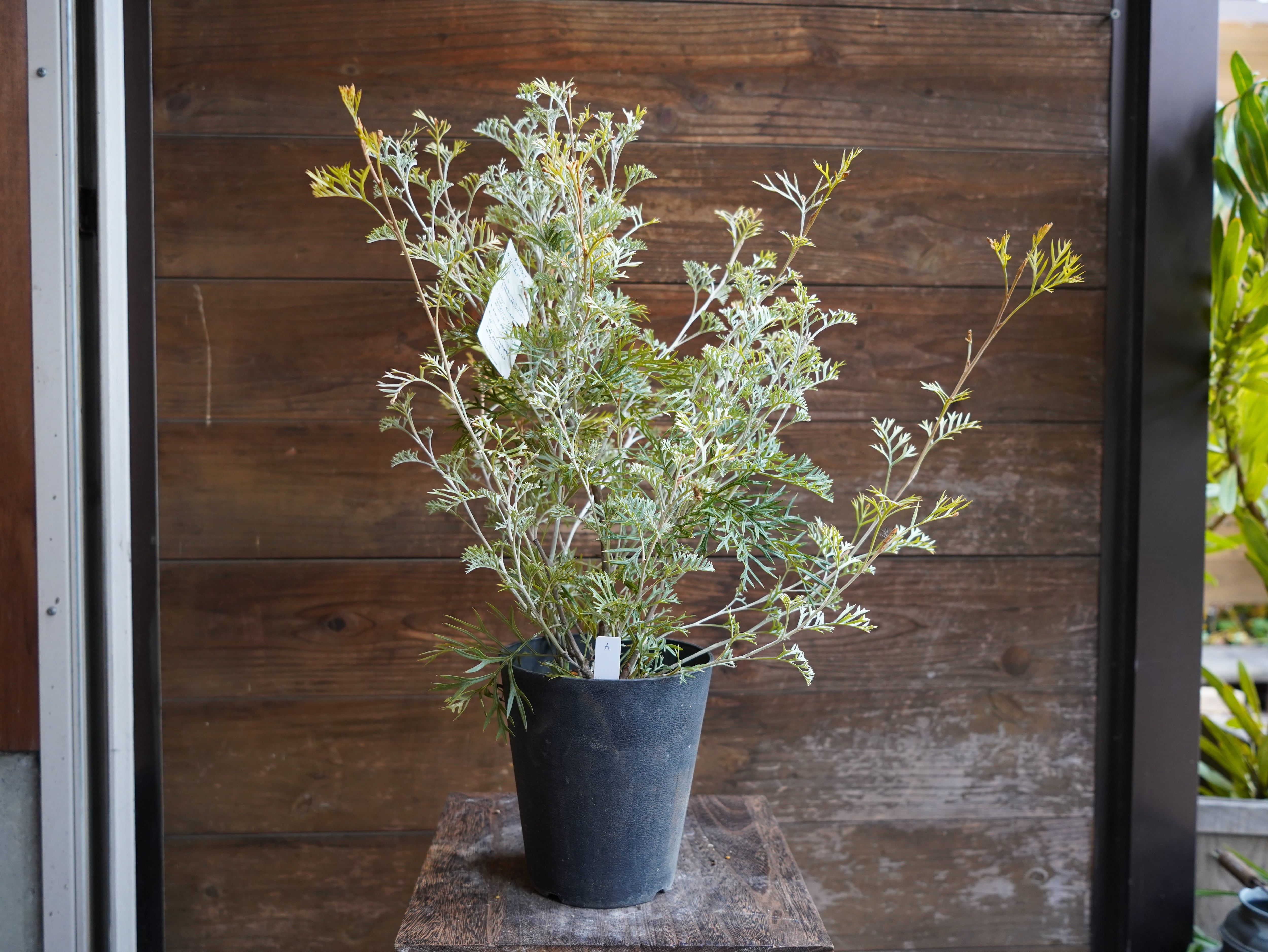 【現物】グレビレア　”クリームパッション”　A