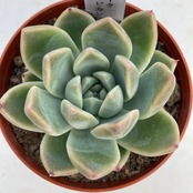 【現物商品】コロラータ × アルビカンス