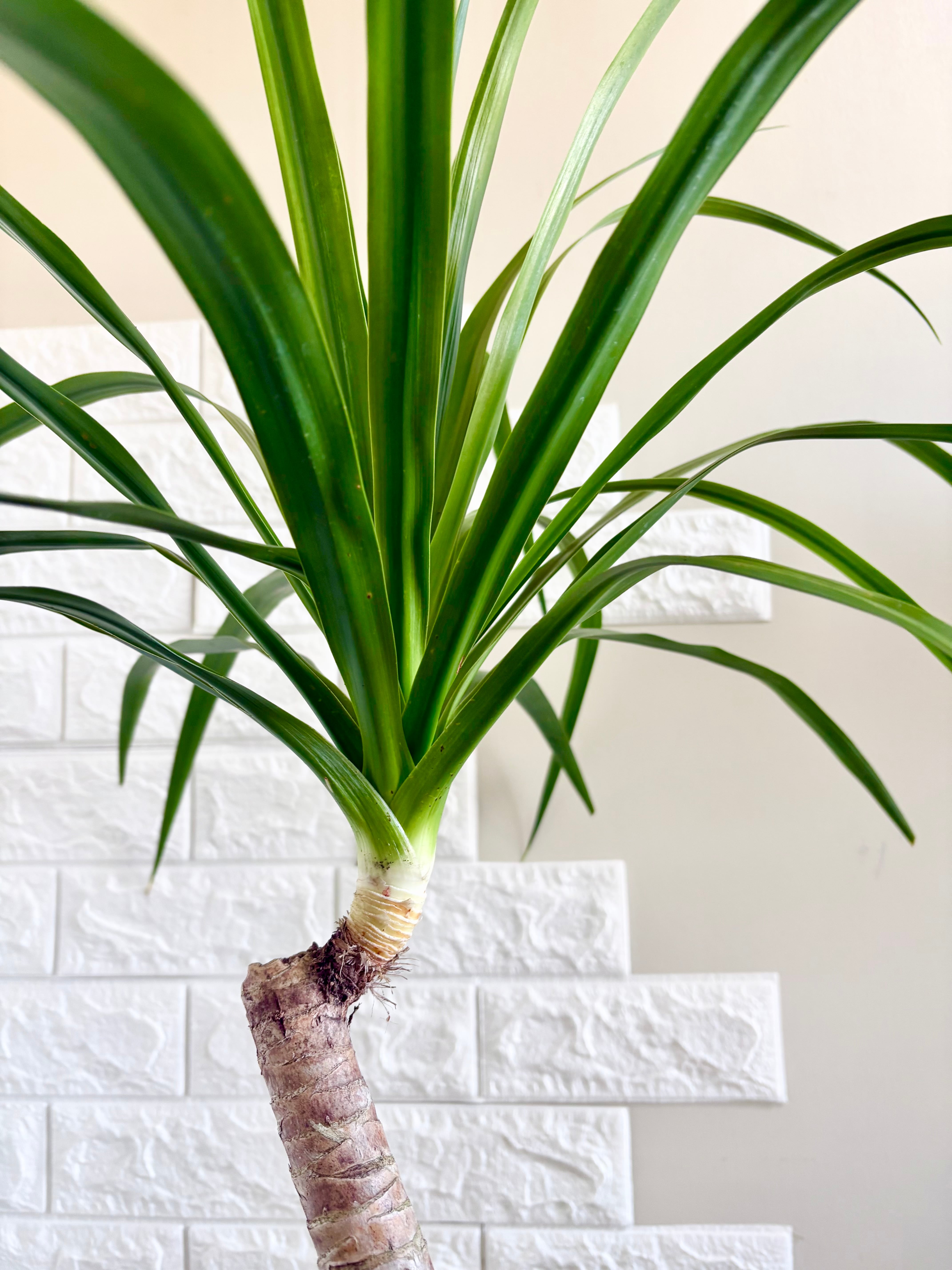 希少⭐️ドラセナカンボジアーナ 観葉植物 | 観葉植物のお店 feerie