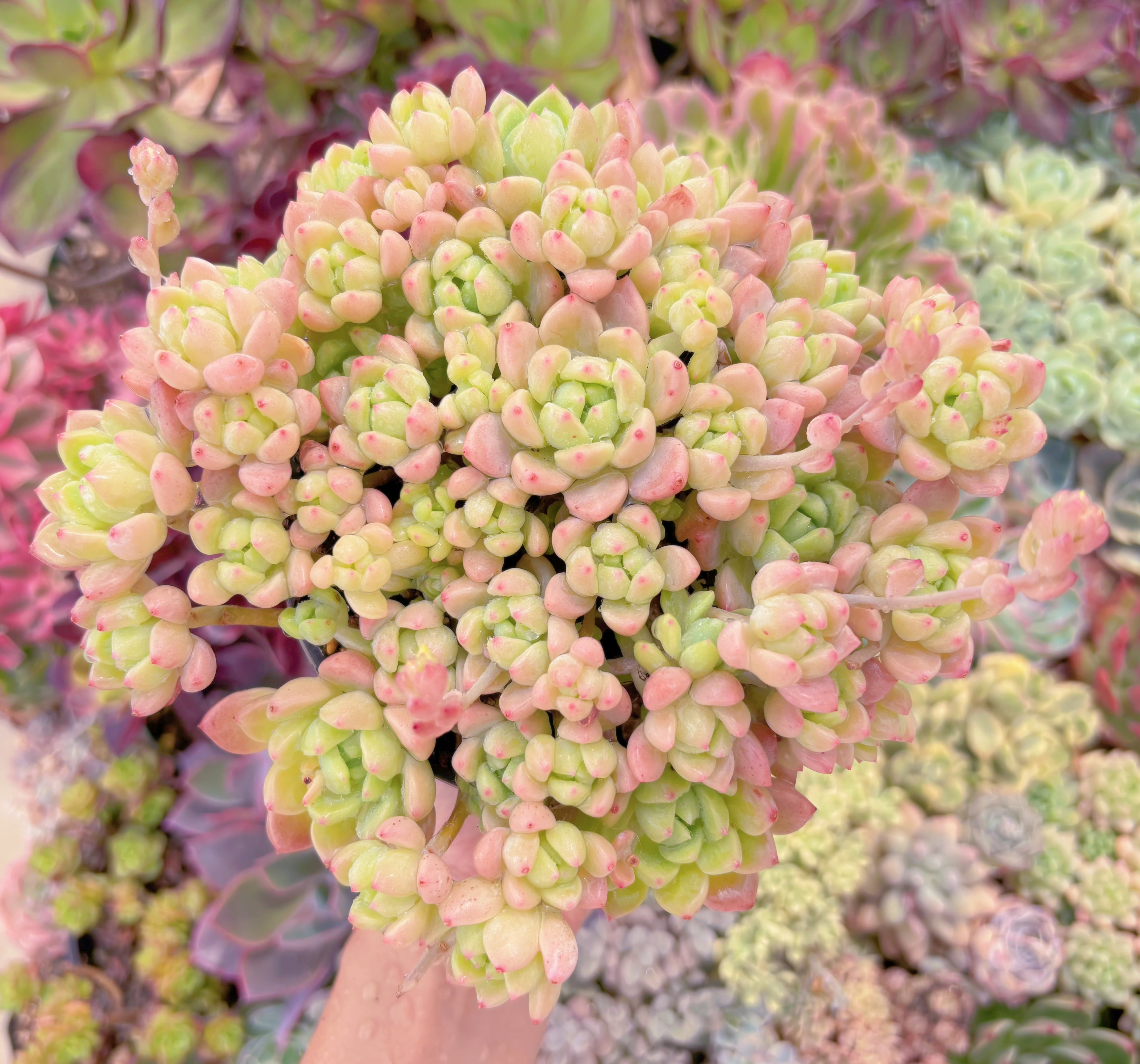 現品　プロリフェラxラウル#F075　特大群生　るる農園