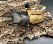 【WD】《カステルナウディツヤクワガタ 72.5mm ペア》