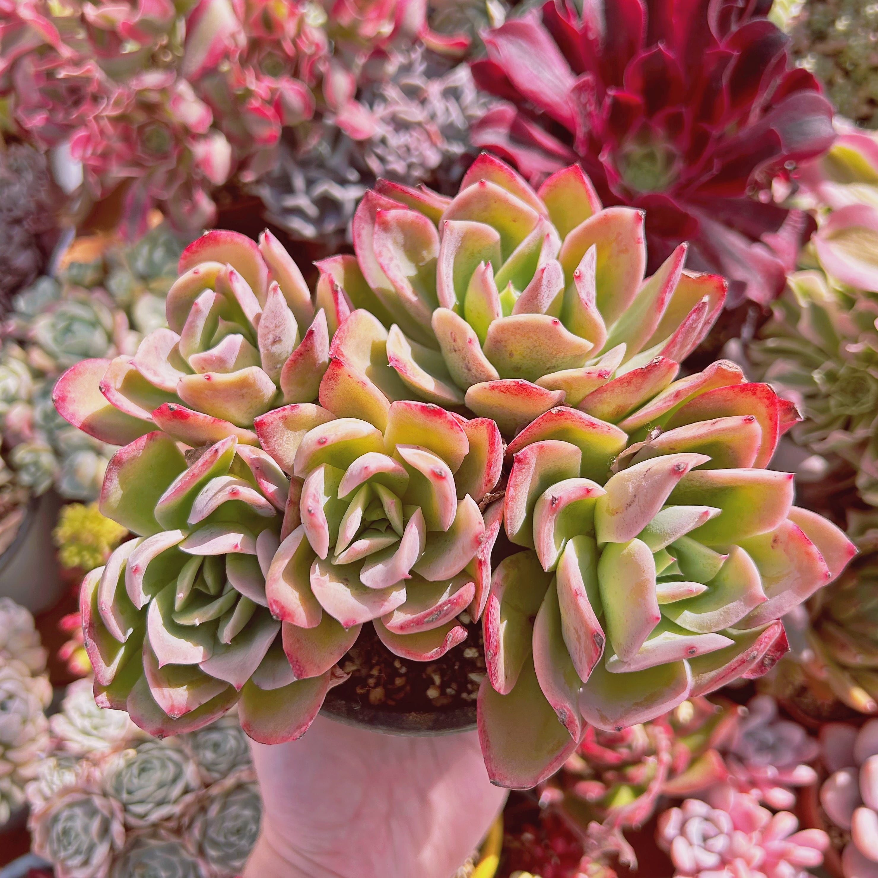 732現物 多肉植物 Echeveria ジョイ 特特大群生 | るる農園~多肉