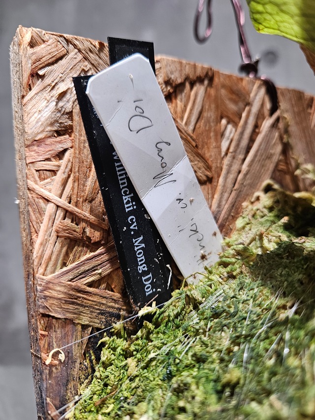 P. willinckii cv. Mong Doi (pup)【artPLANTs/PLANTS GARAGE】ビカクシダ/Platycerium