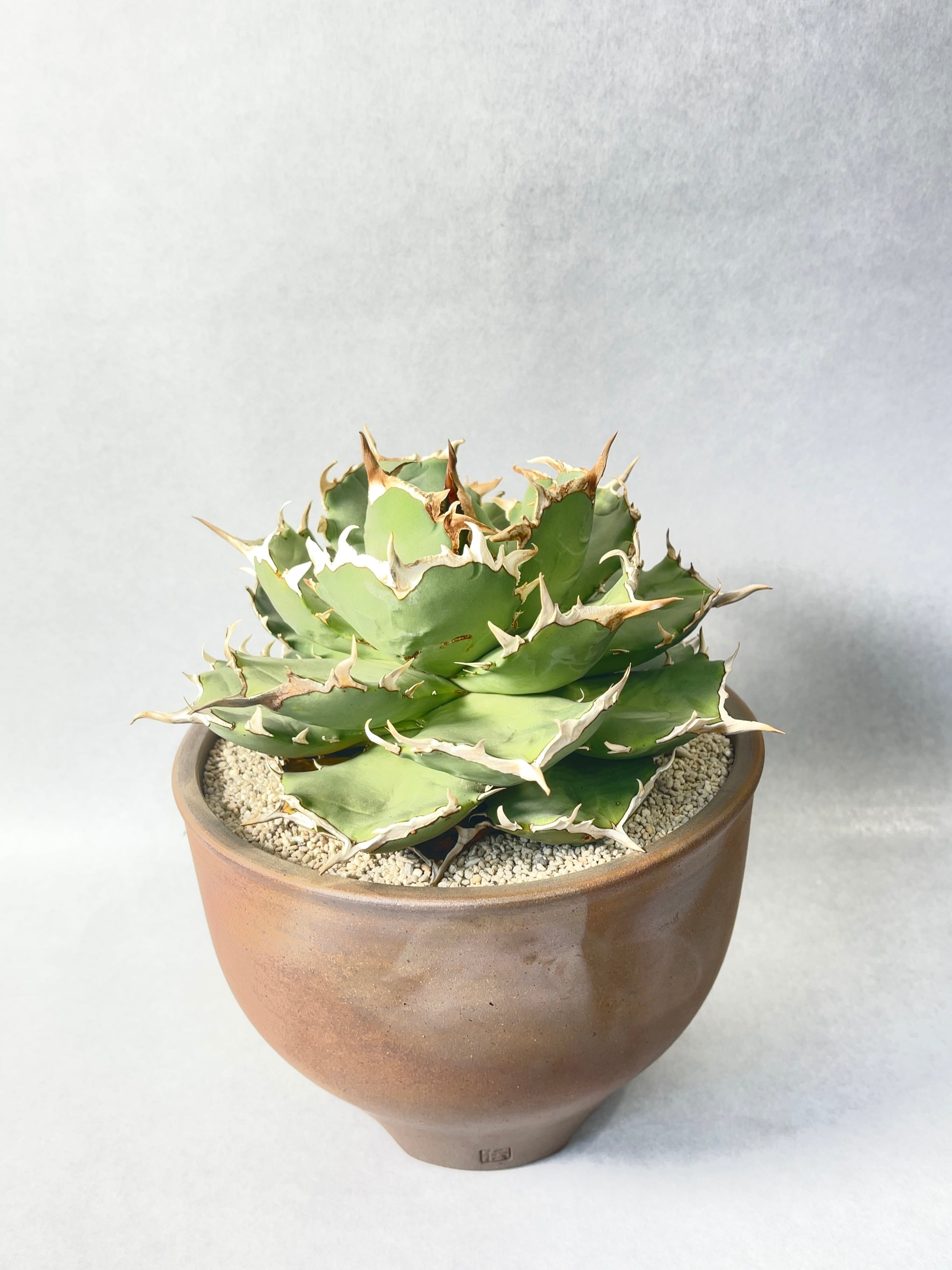 アガベ・チタノタ ワイドリーフ | trigger