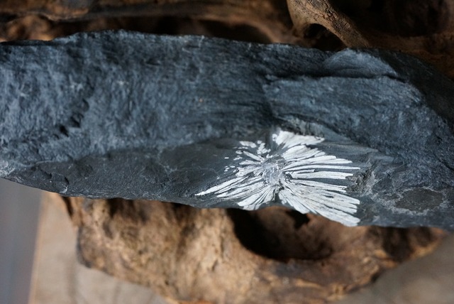 菊花石　Chrysanthemum Stone