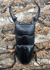 《パラワンオオヒラタクワガタ 93.1mm B品ペア》