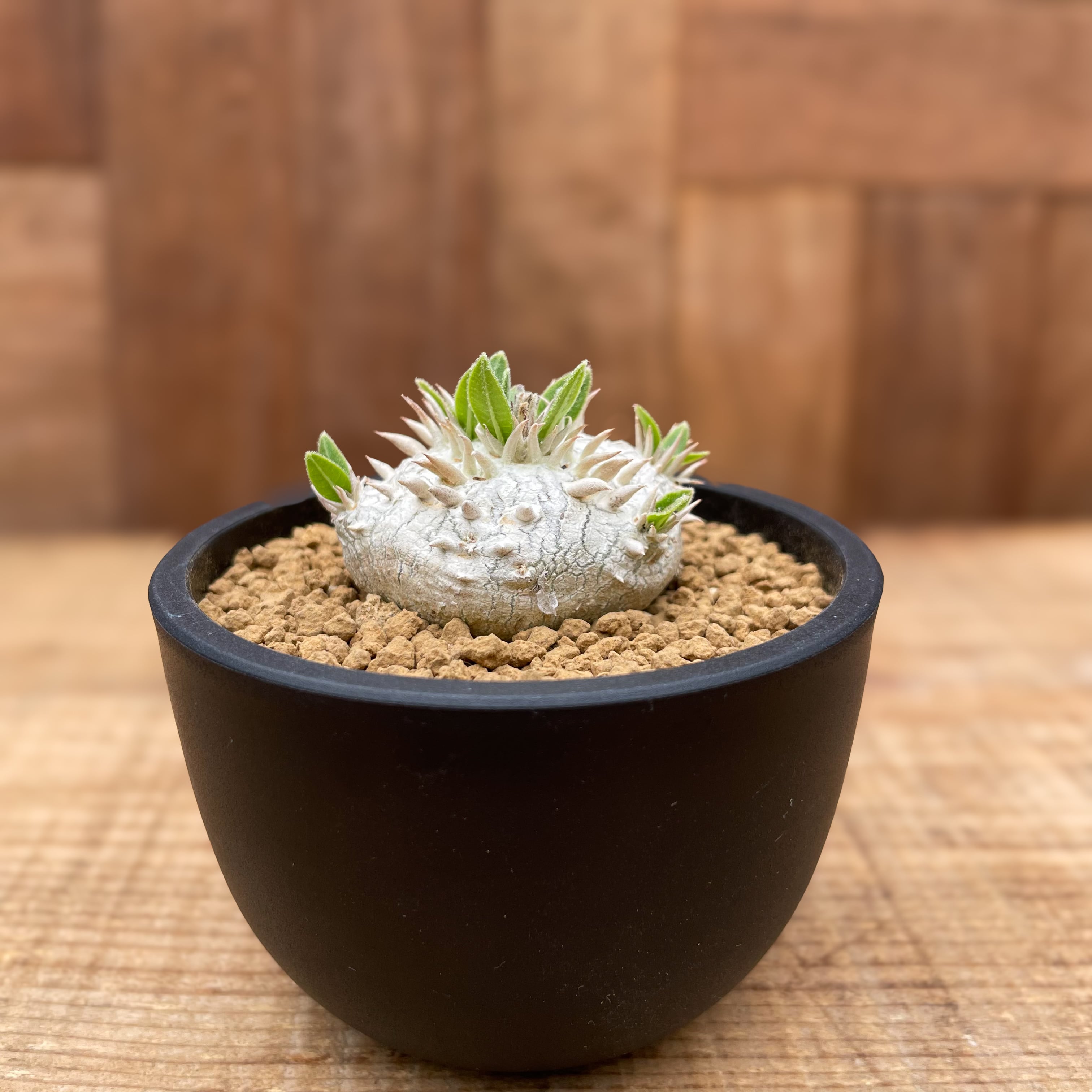 Pachypodium brevicaule【パキポディウム・ブレビカウレ・実生  