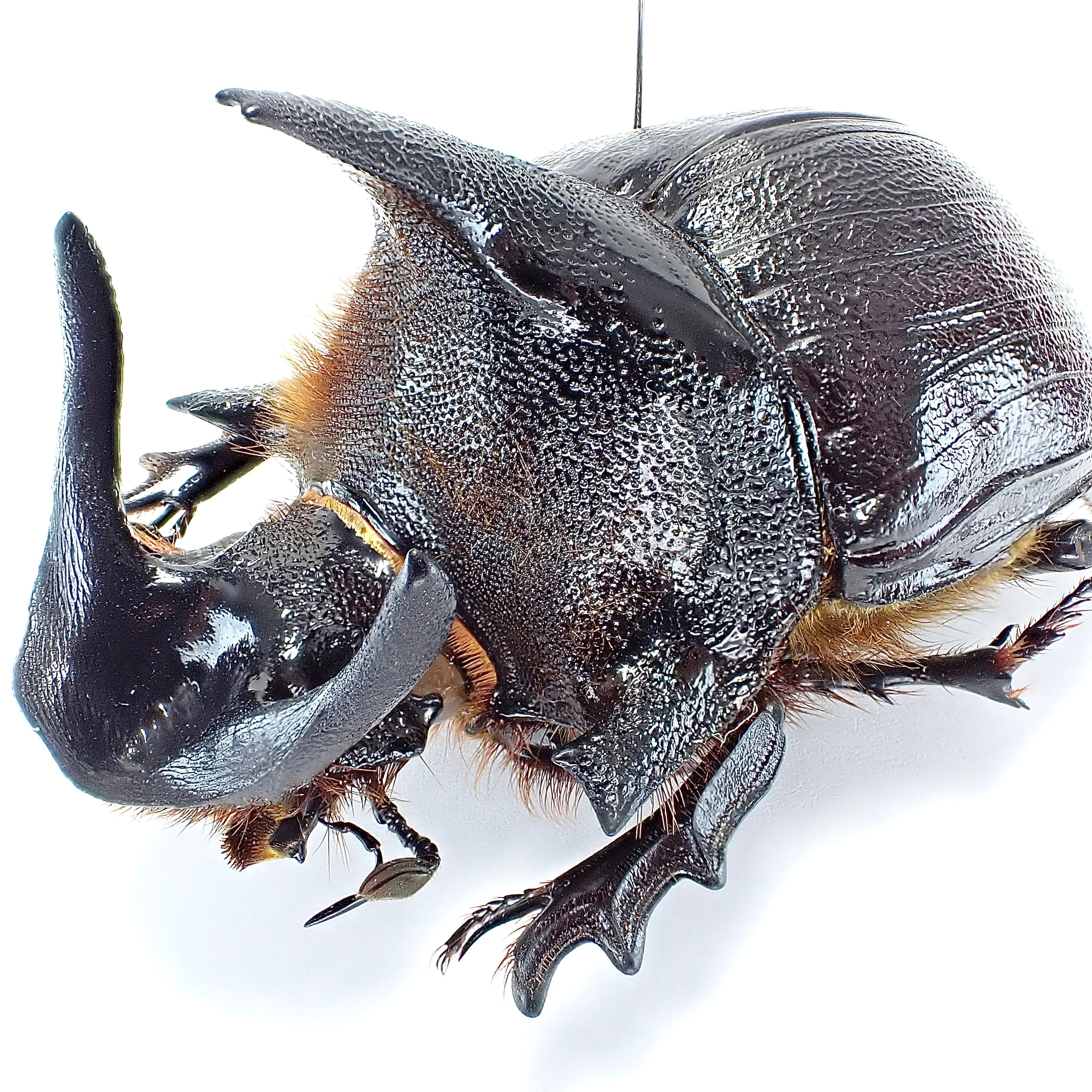 昆虫標本 良型 アンダーソンナンバンダイコク 大型ペア 昆虫標本 良型