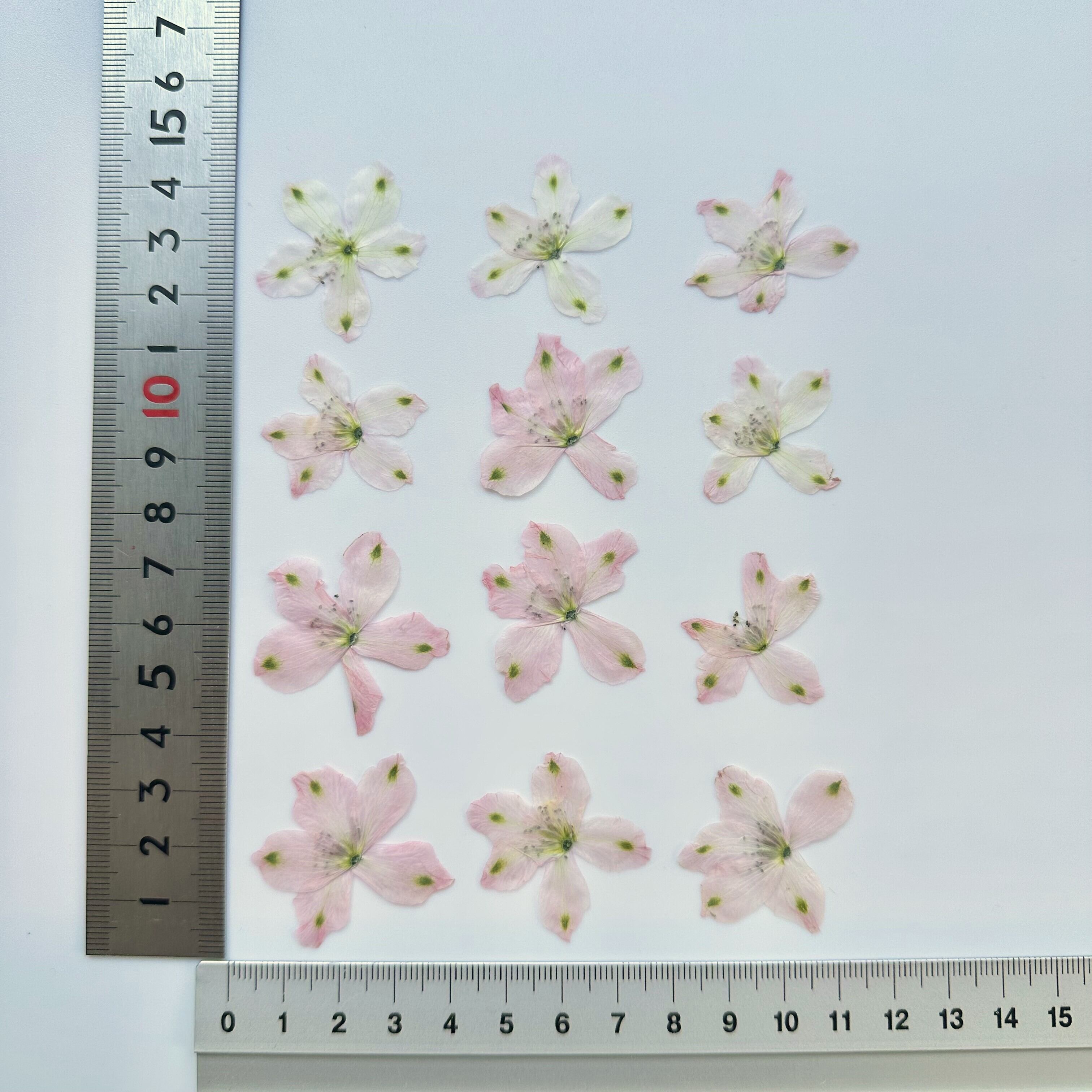 押し花】デルフィニウム(ピンク) 12輪 素材 花材 レジン キャンドル