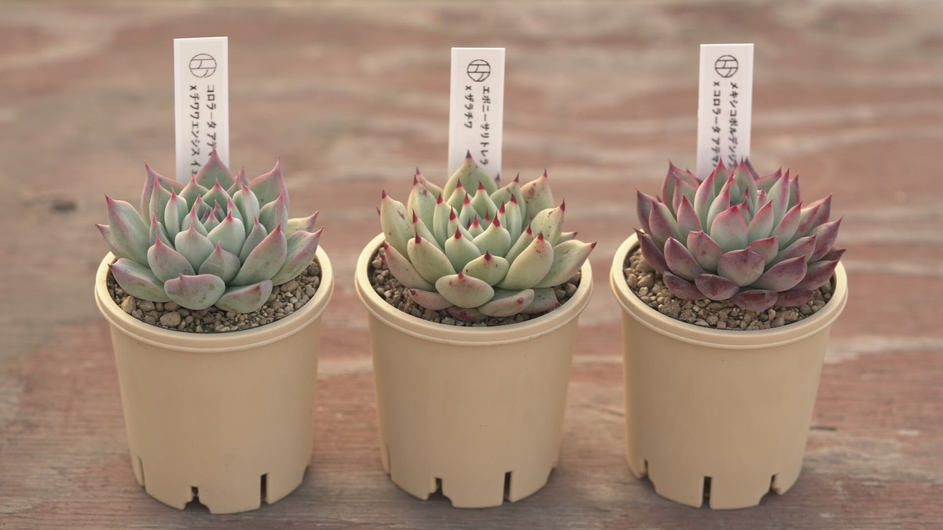 Cセット おすすめエケ苗セット | クアトロ