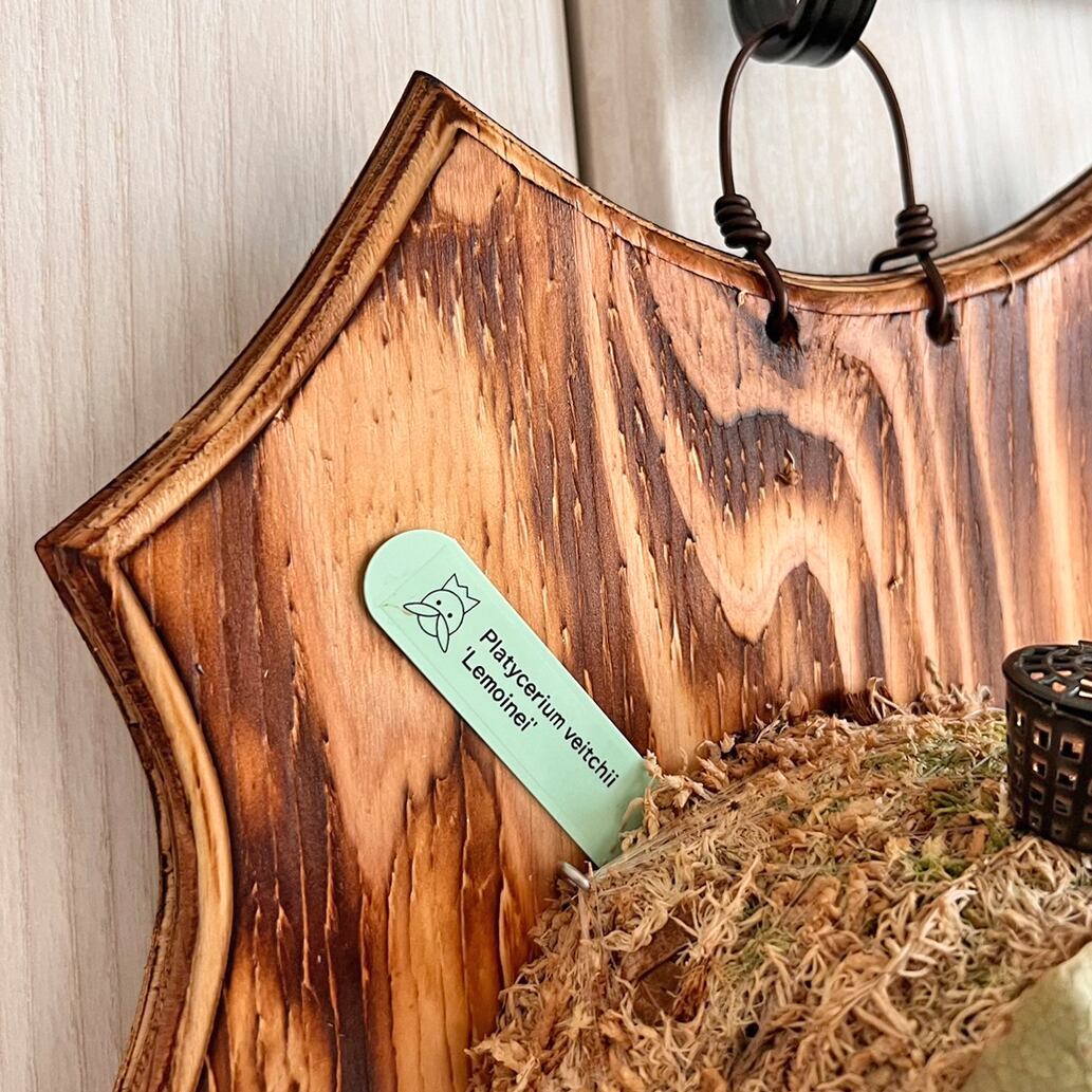 ビカクシダ レモイネイ 板付 【観葉植物 室内 コウモリラン