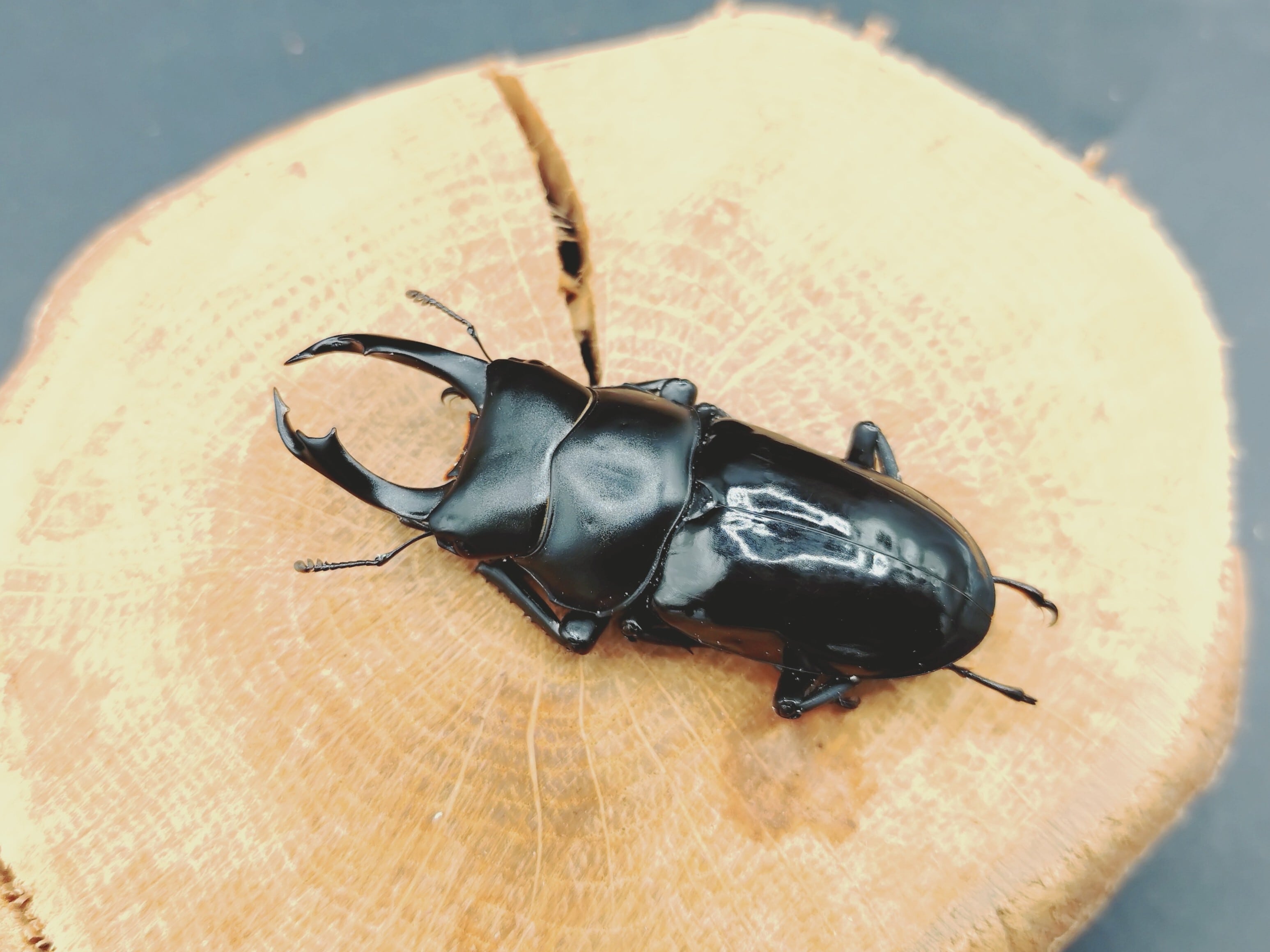 クワガタムシ | クワガタムシ・カブトムシ専門ショップ CIEL