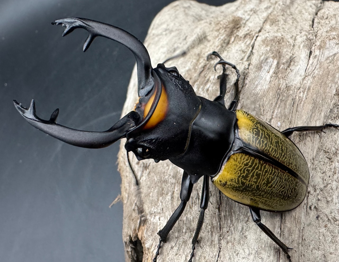 【WD】《スペクタビリスツヤクワガタ 71mm ペア》