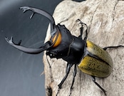 【WD】《スペクタビリスツヤクワガタ 71mm ペア》