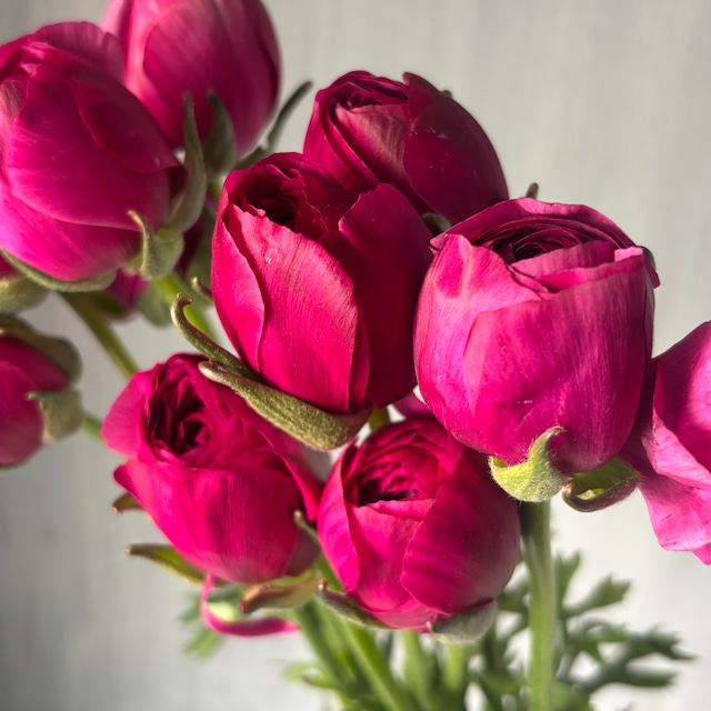 【お宝商品　即出荷】フラワースピリットのラナンキュラス　ワインレッド　10本　