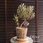 創樹 Olive オリーブの木 幹太 スネーク鉢 SOUJU Cipressino シプレッシーノ オリーブ 盆栽