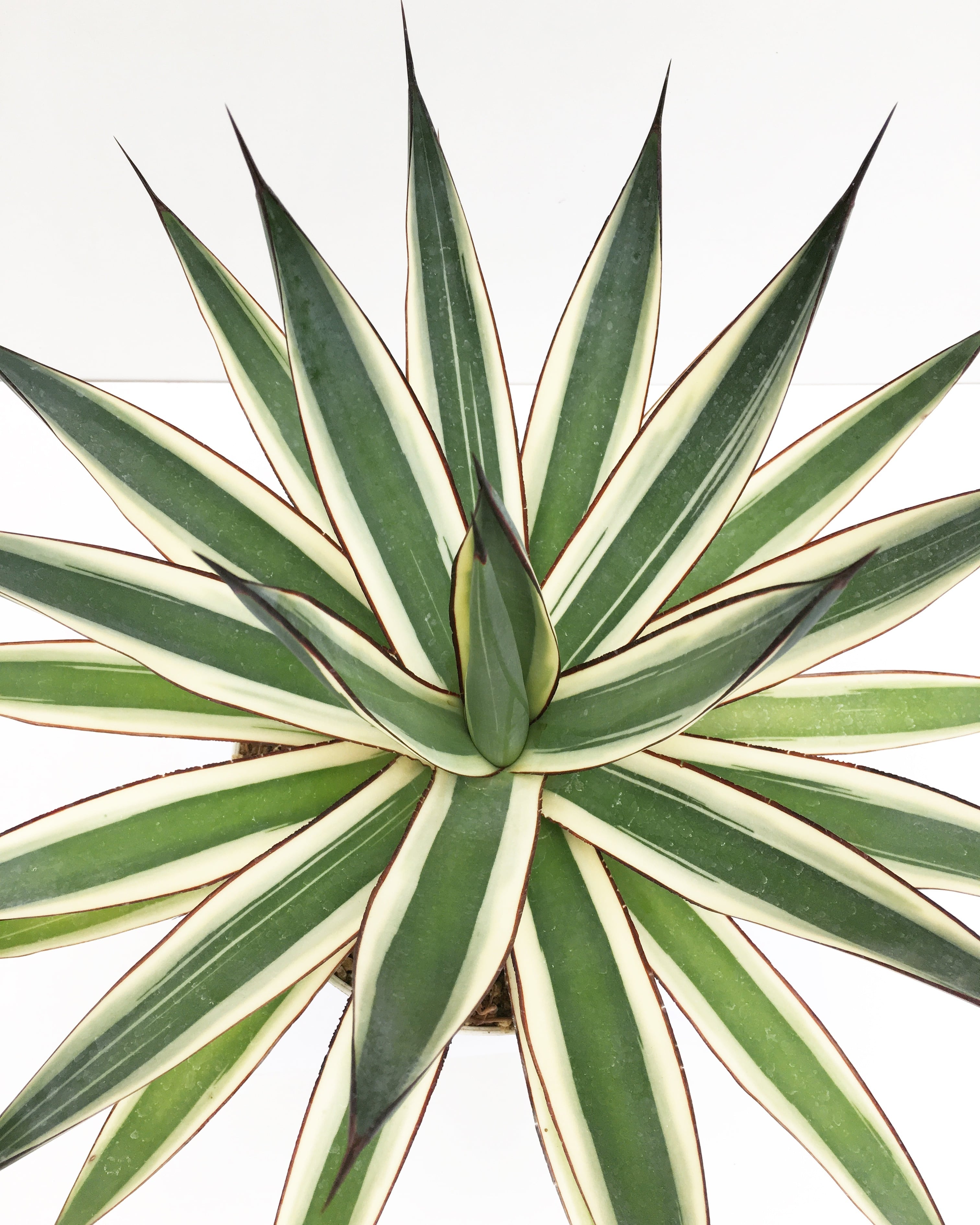 アガベ サングロー US株 痛ましい 