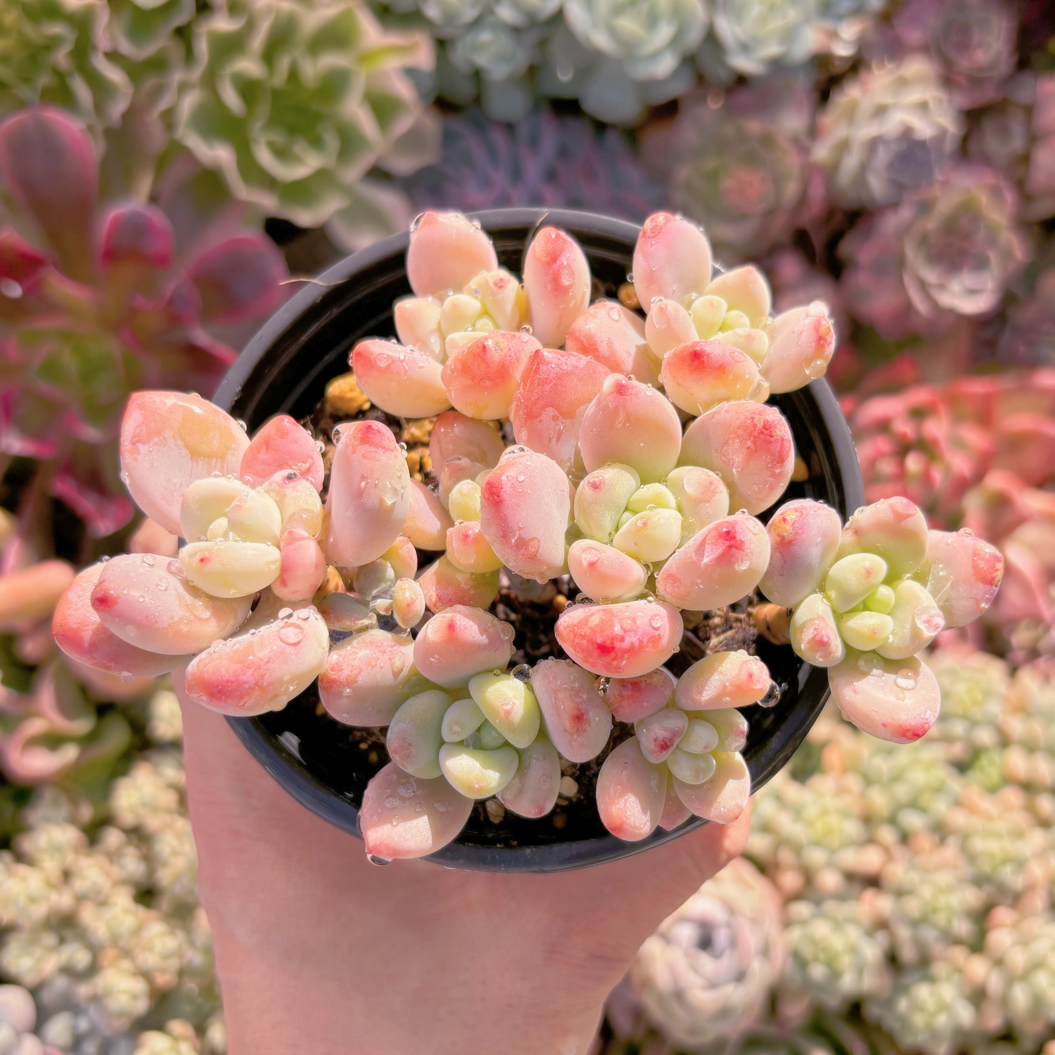 現品　マカロン#235　古株　るる農園