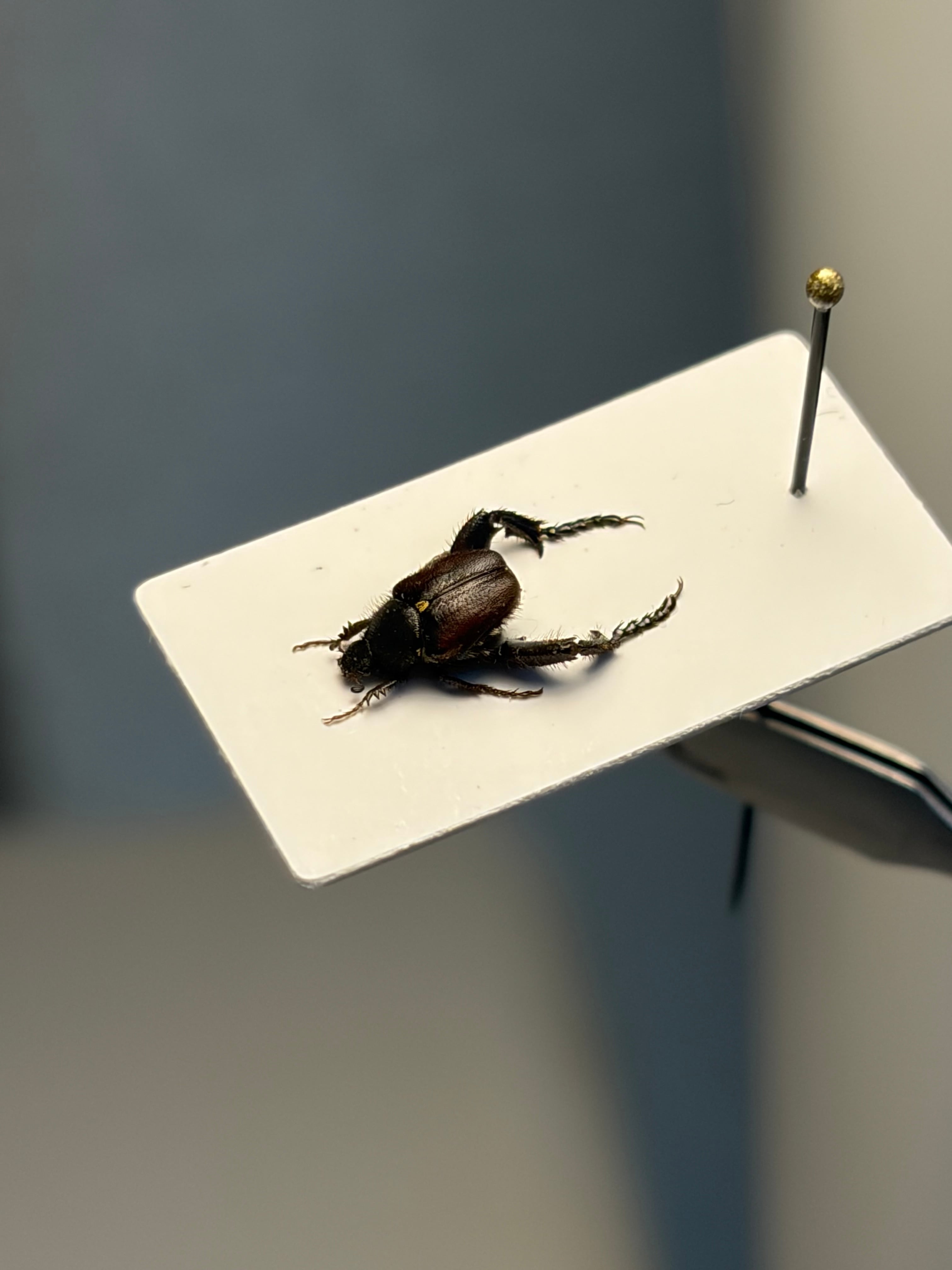 トゲトゲテントウムシダマシ 昆虫標本 Cacodaemonフトタマムシ 一流メーカー商品 トゲトゲテントウムシダマシ 昆虫標本 Cacodaemon