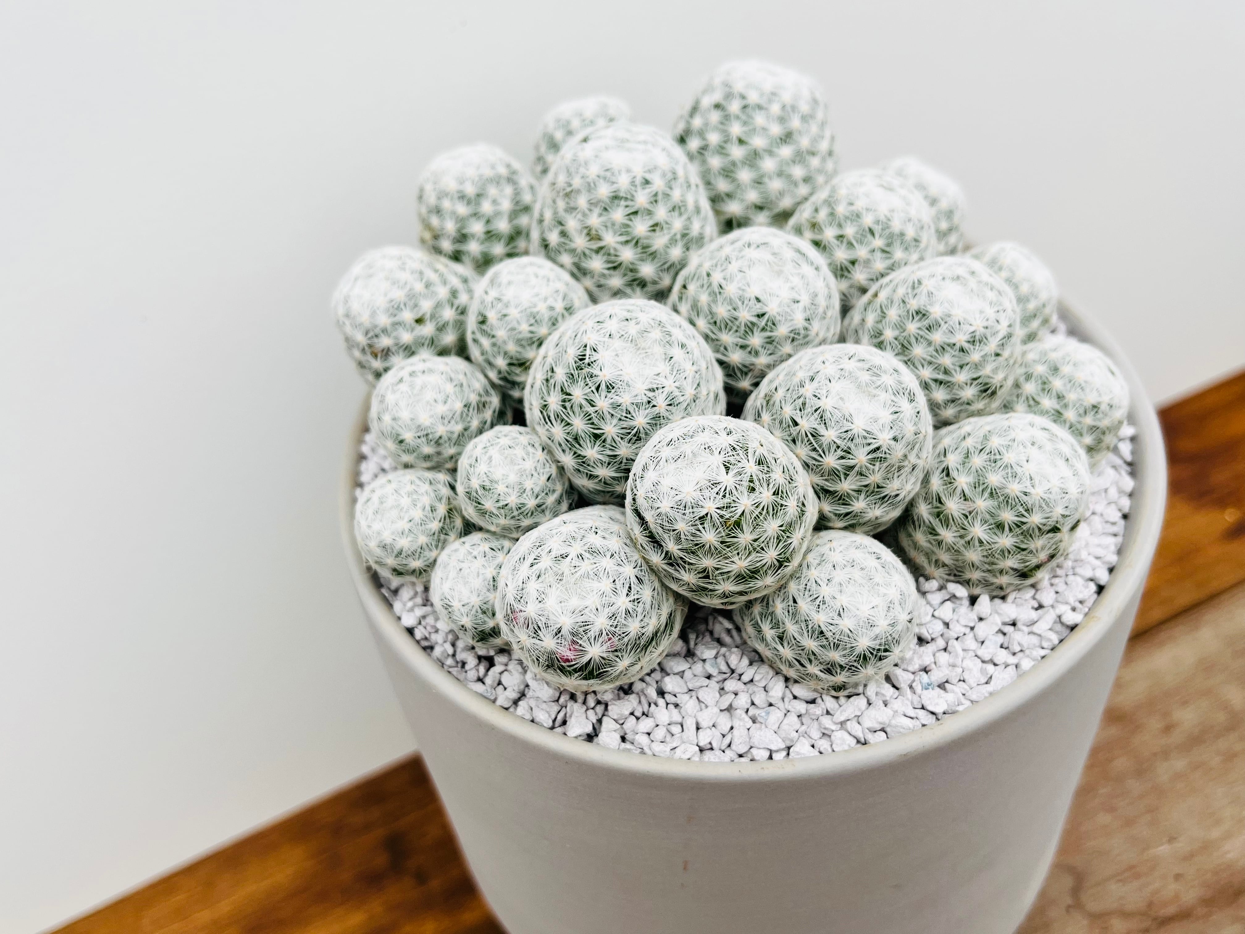 サボテン 姫春星 マミラリア 群生 30年もの 【公式通販】