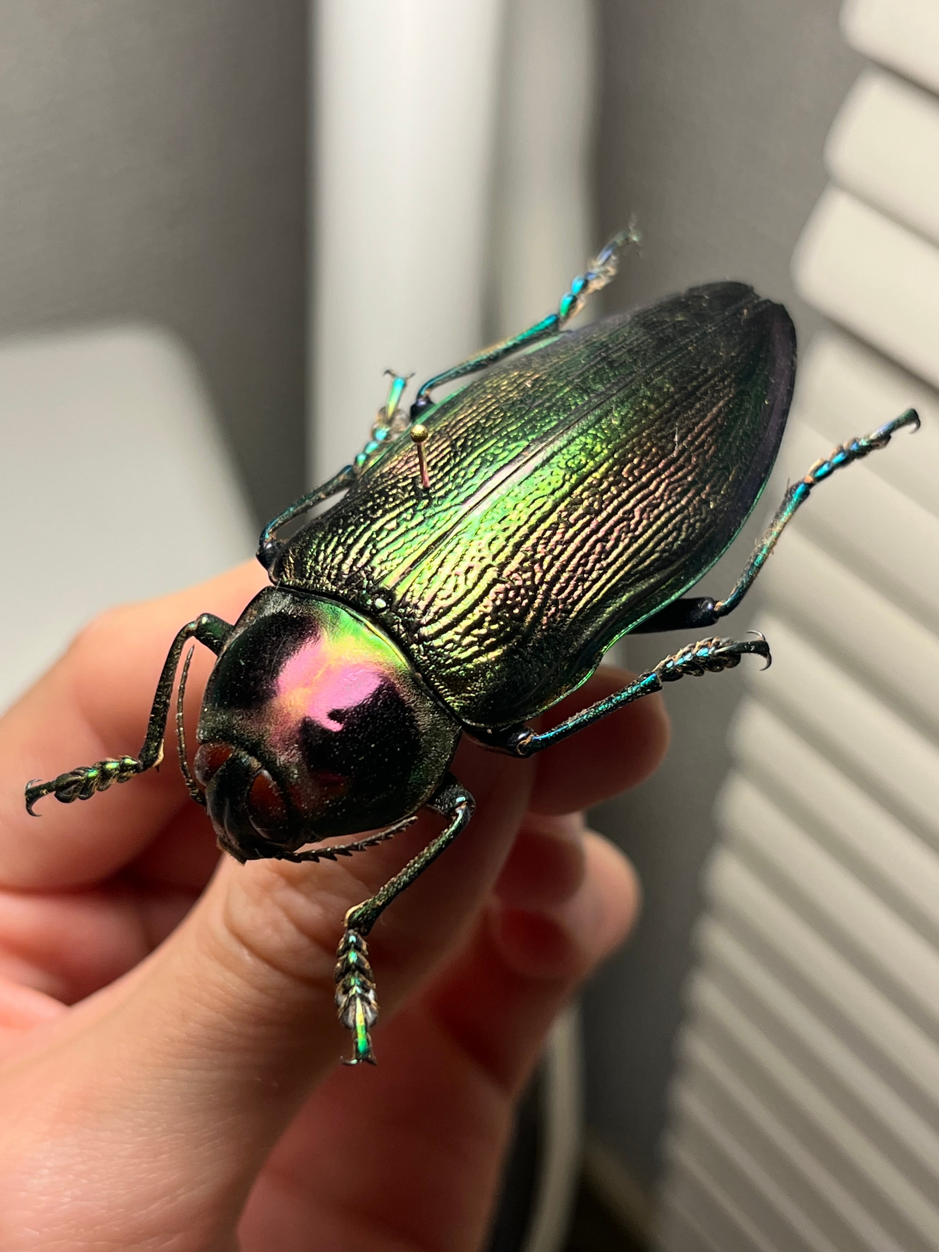 35mm♂】スハンダエオウサマムカシタマムシ Calodema suhandae 昆虫