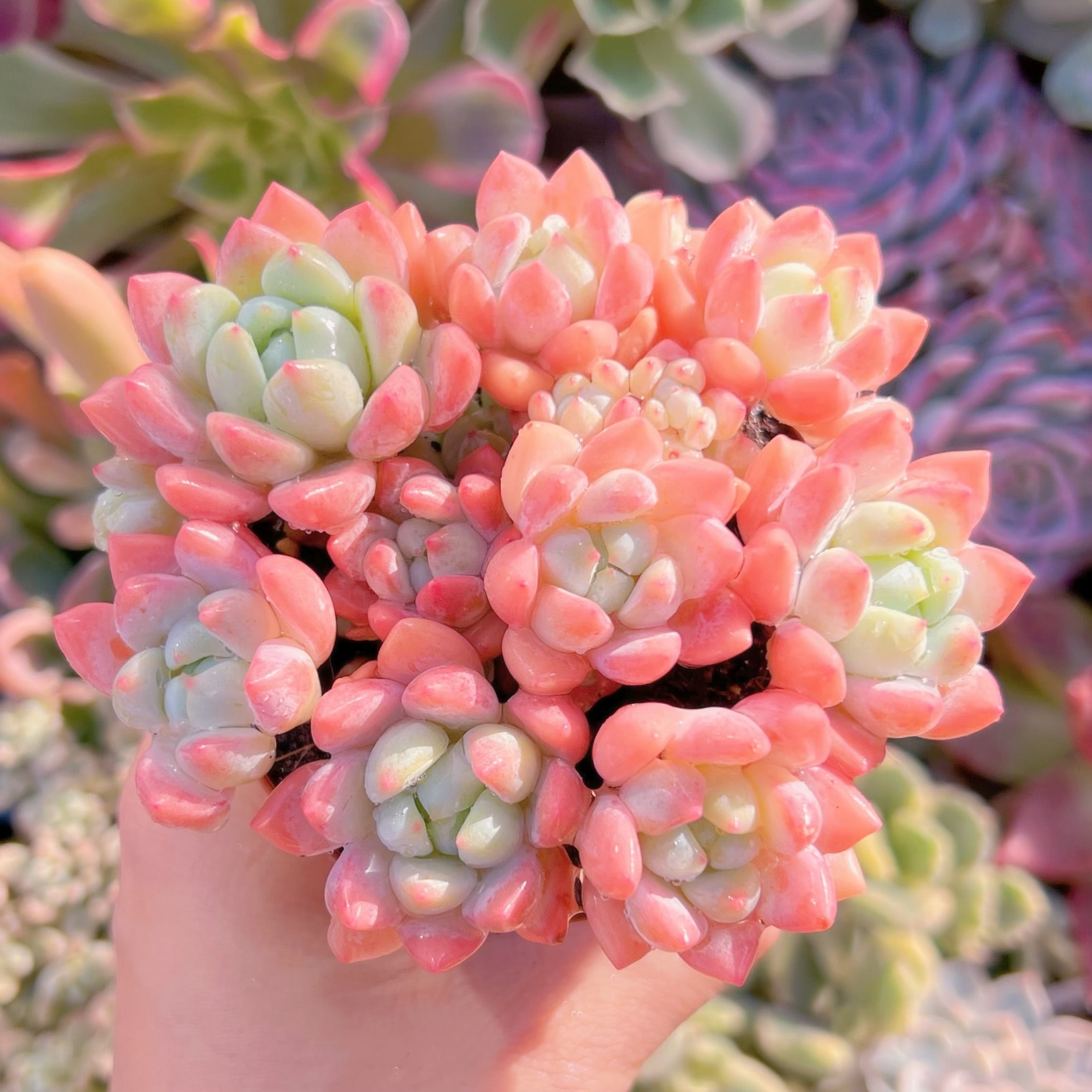 現品　プロリフェラxラウル#077   るる農園