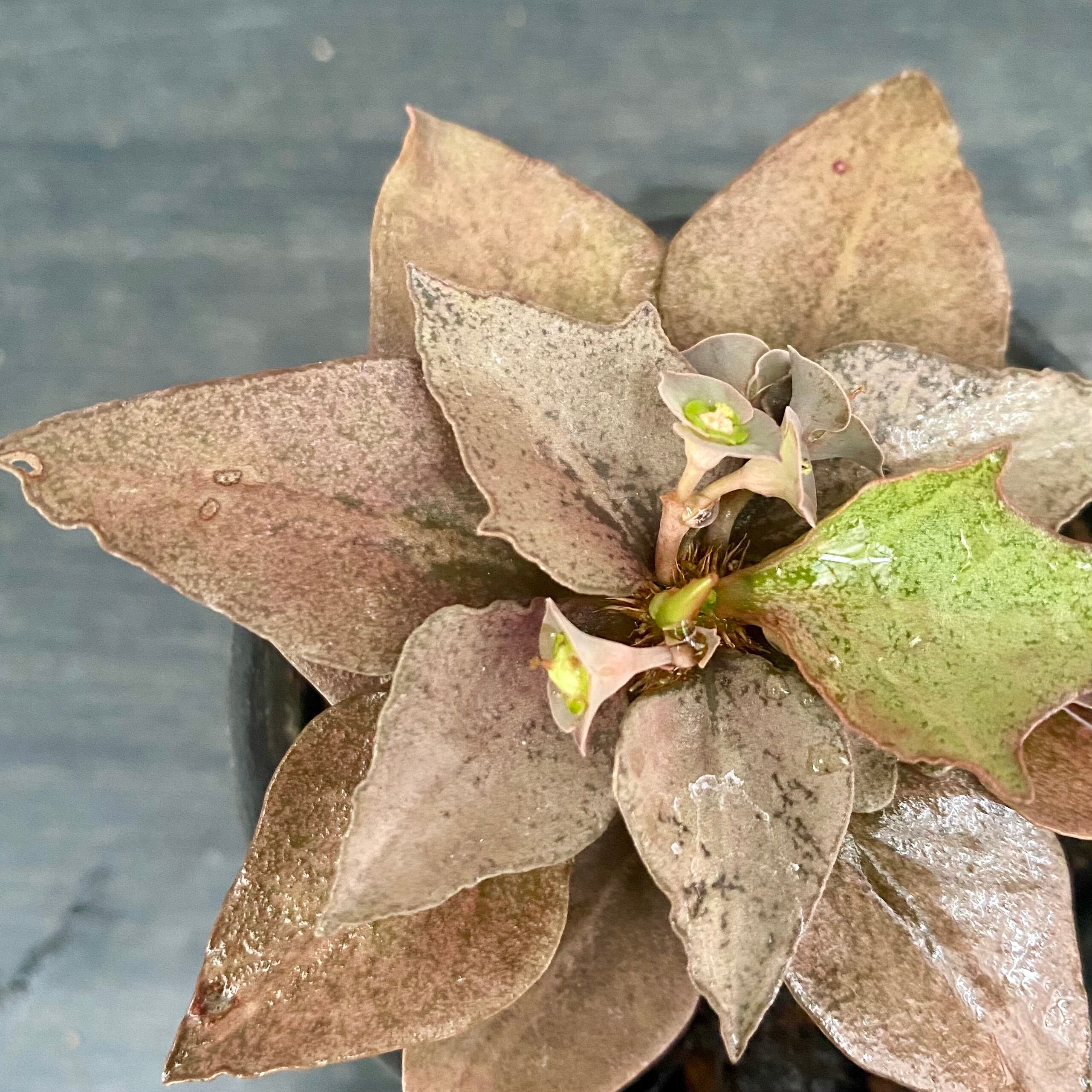 Phyllanthus urinaria 'Pink Variegated' / フィランサス・ウリナリア