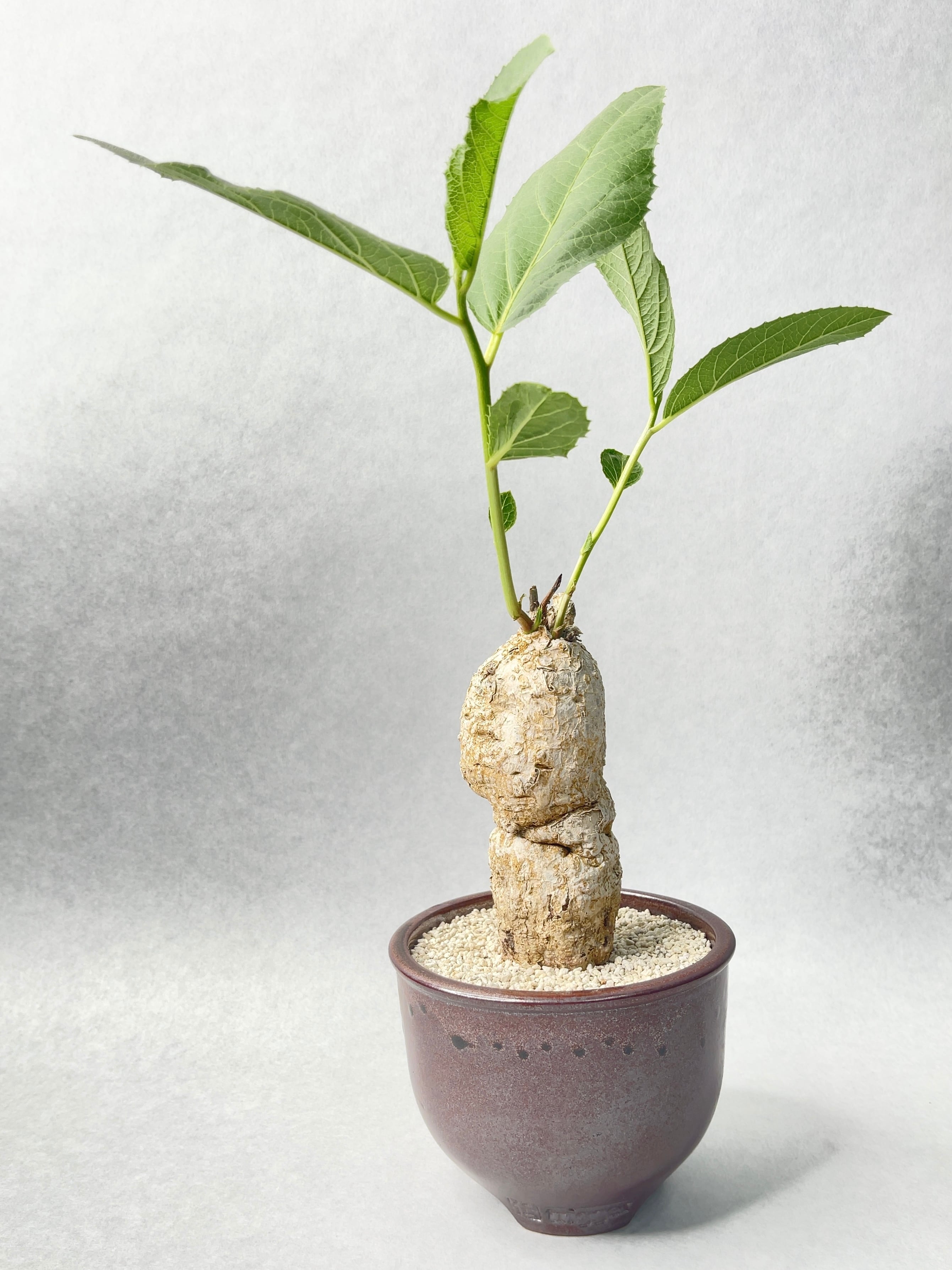 ヤトロファsp.メープルリーフ