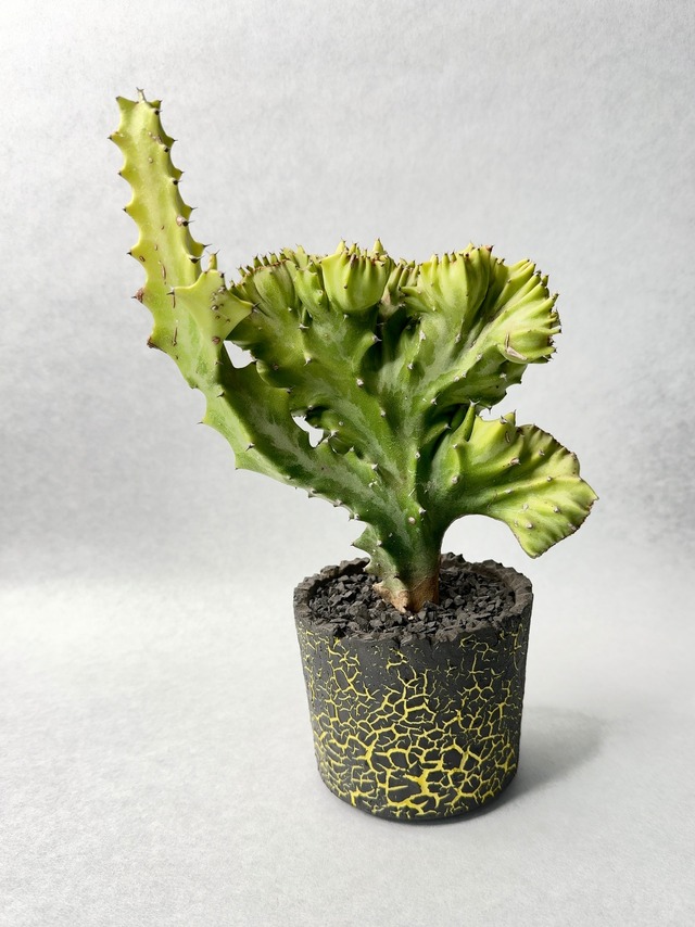 ユーフォルビア・黄金葉春峰