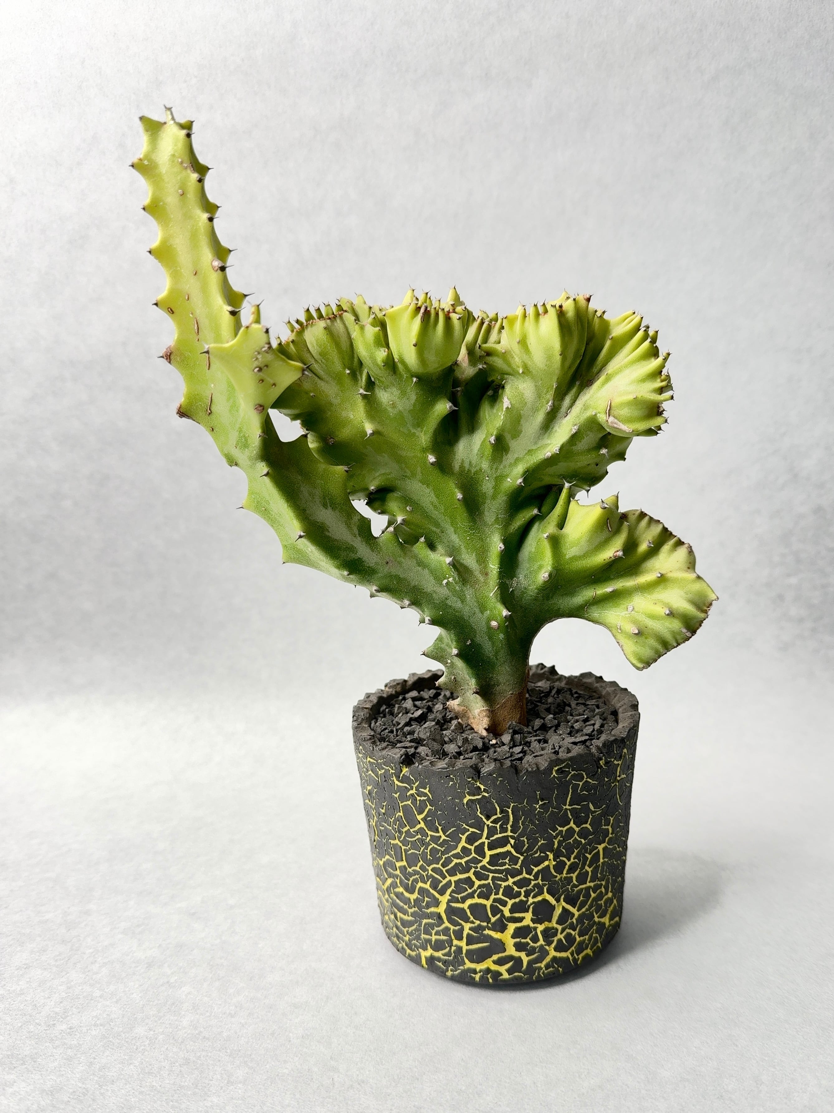 ユーフォルビア・黄金葉春峰